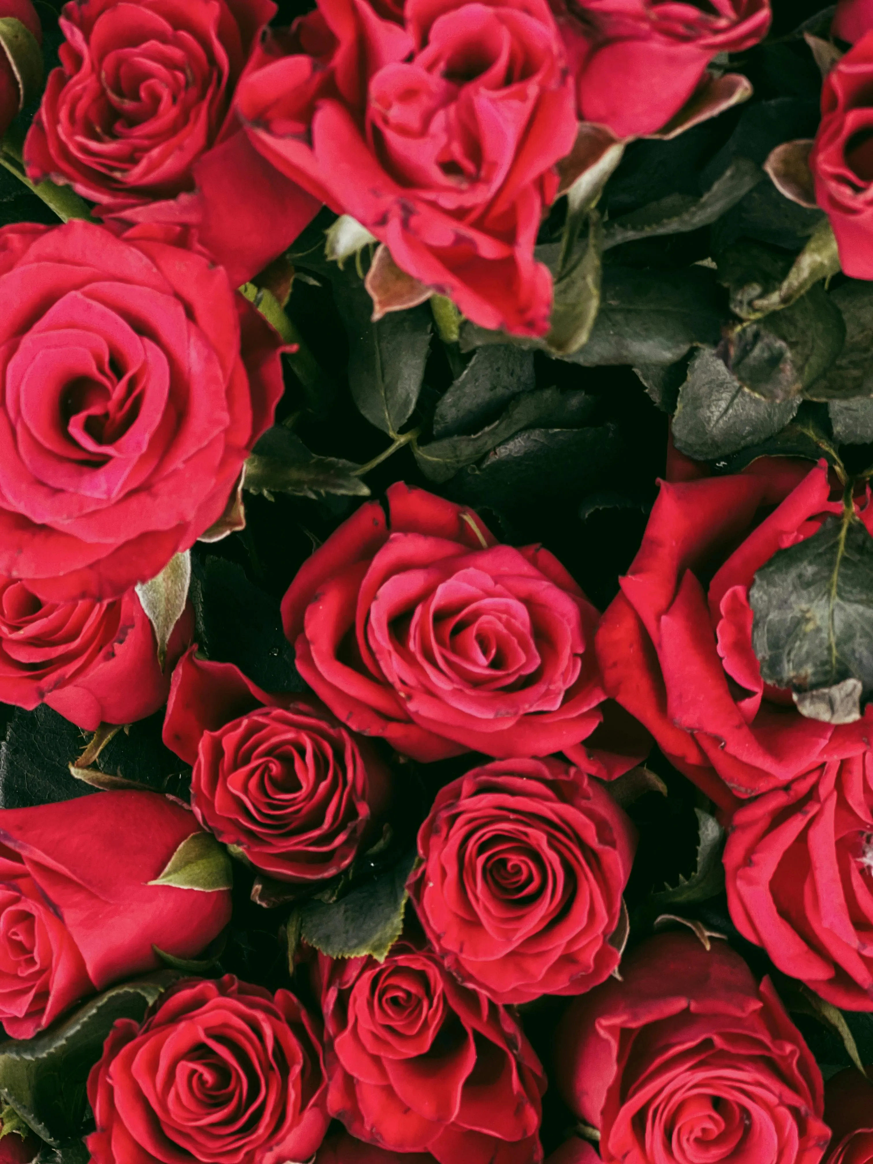 Close up of Red Roses · Free