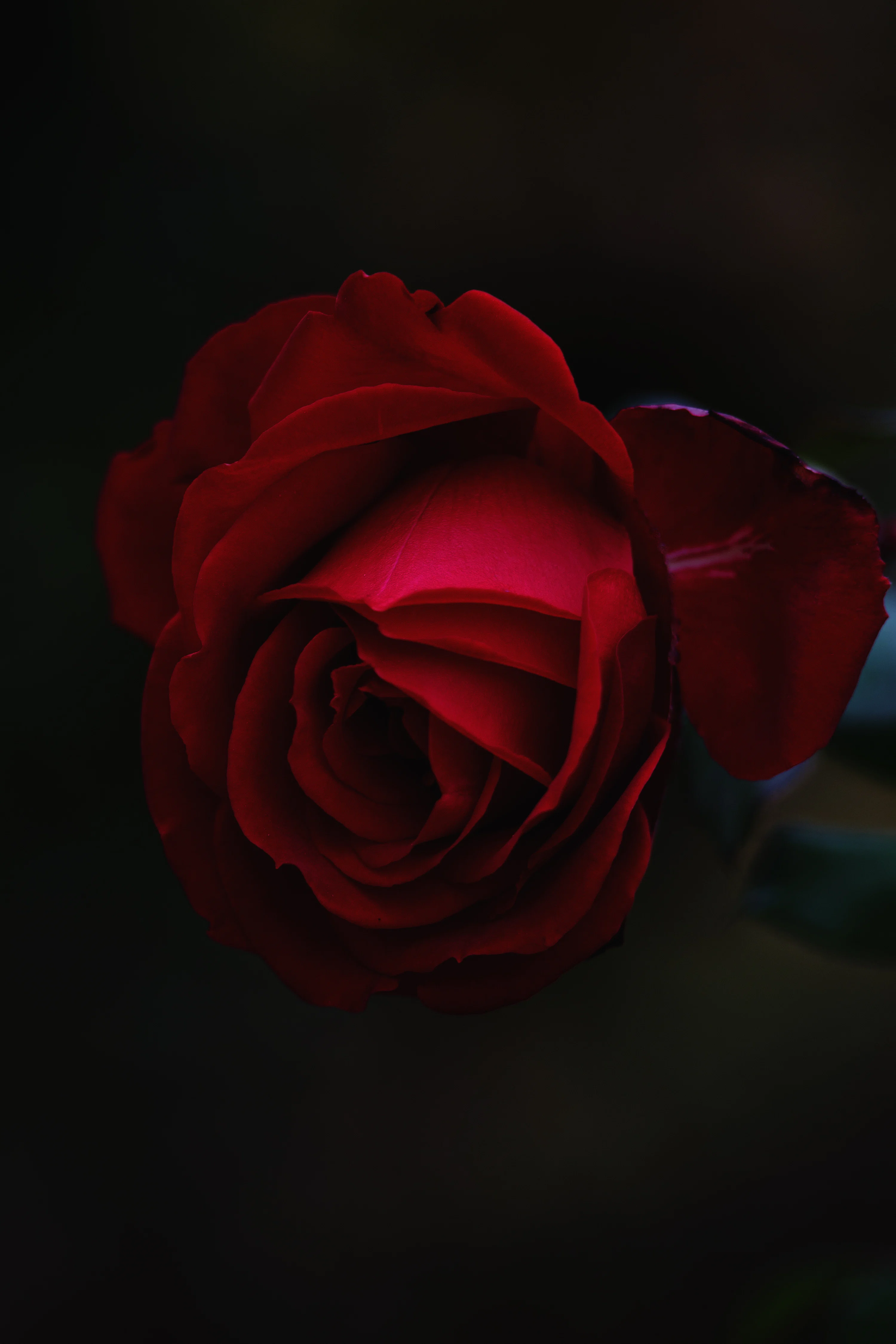 Red rose flower photo