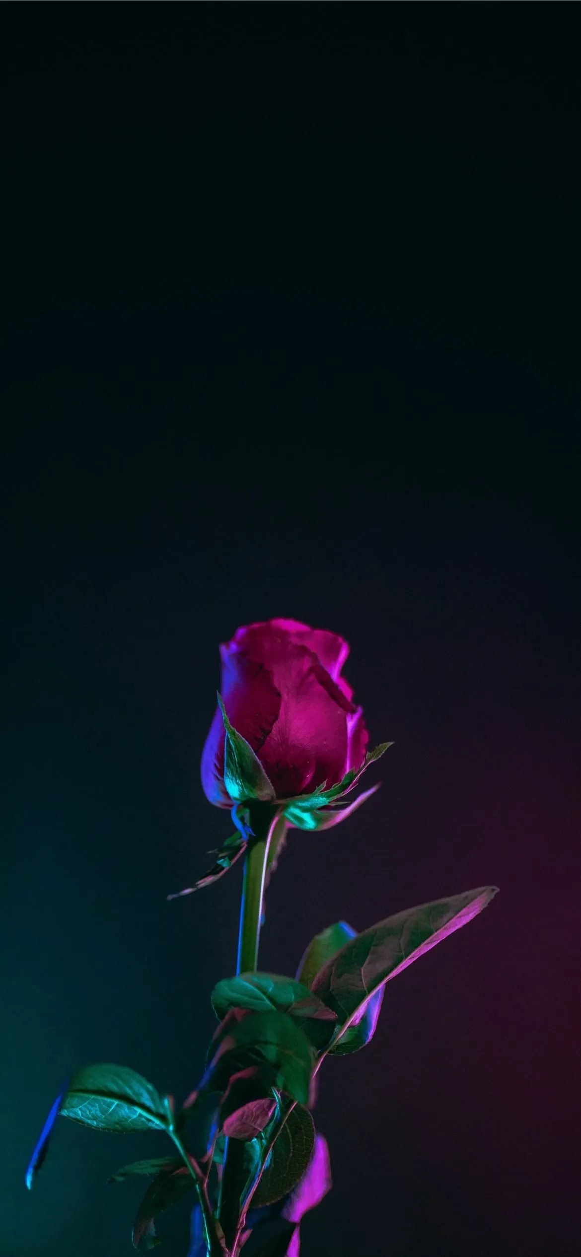 red rose flower photo in dark surface iPhone 12 Wallpaper Free Download