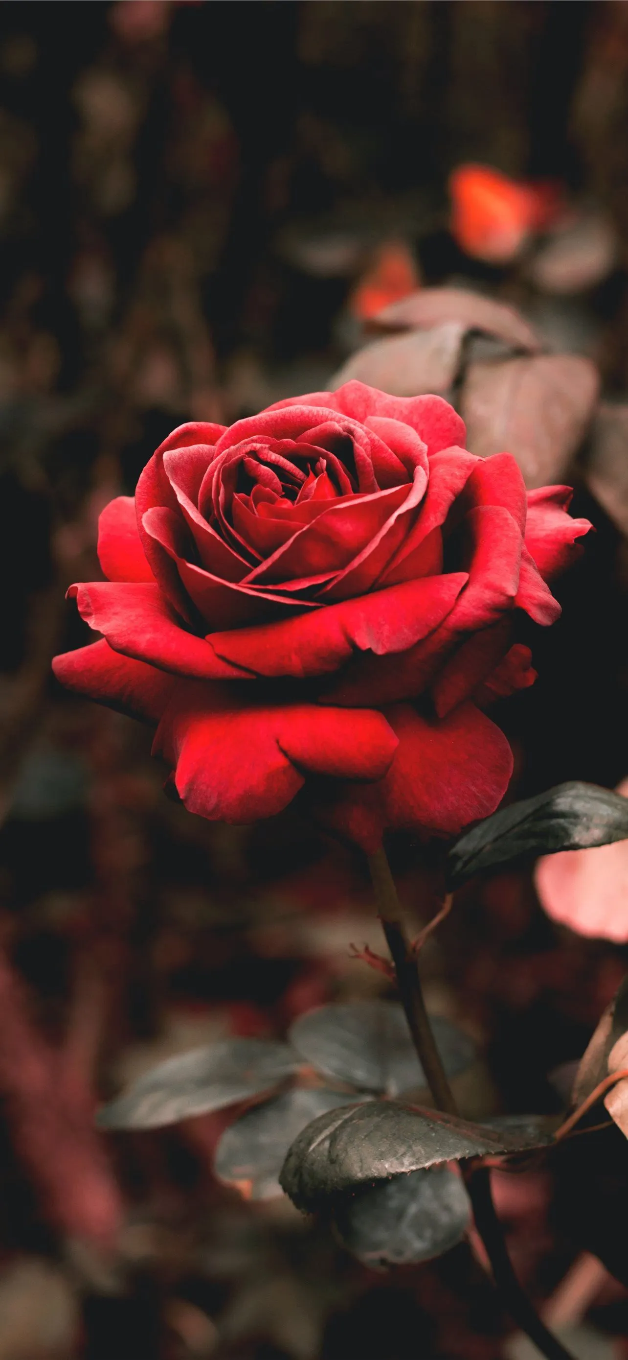 shallow focus photography of red flower iPhone Wallpaper Free Download