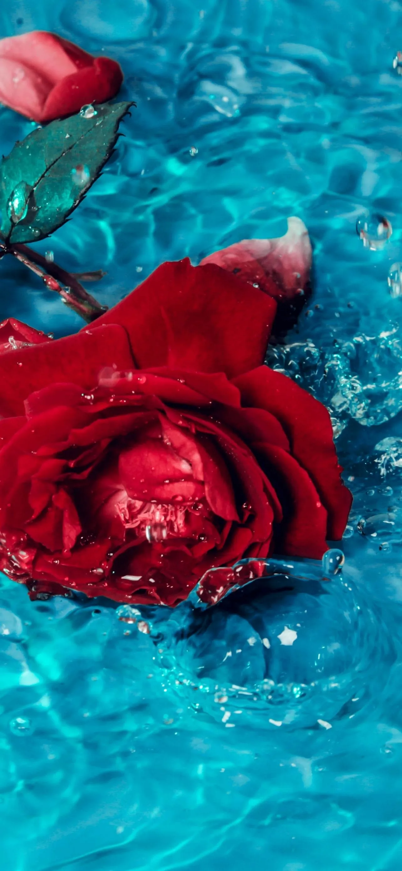 Red Rose Rose