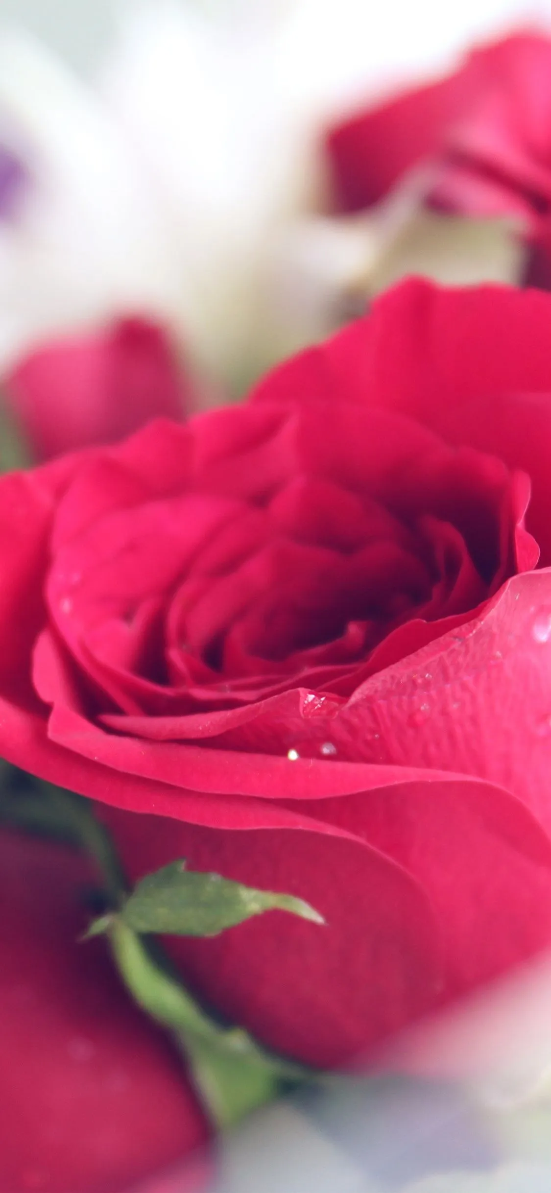 iPhone X wallpaper. rose red love nature