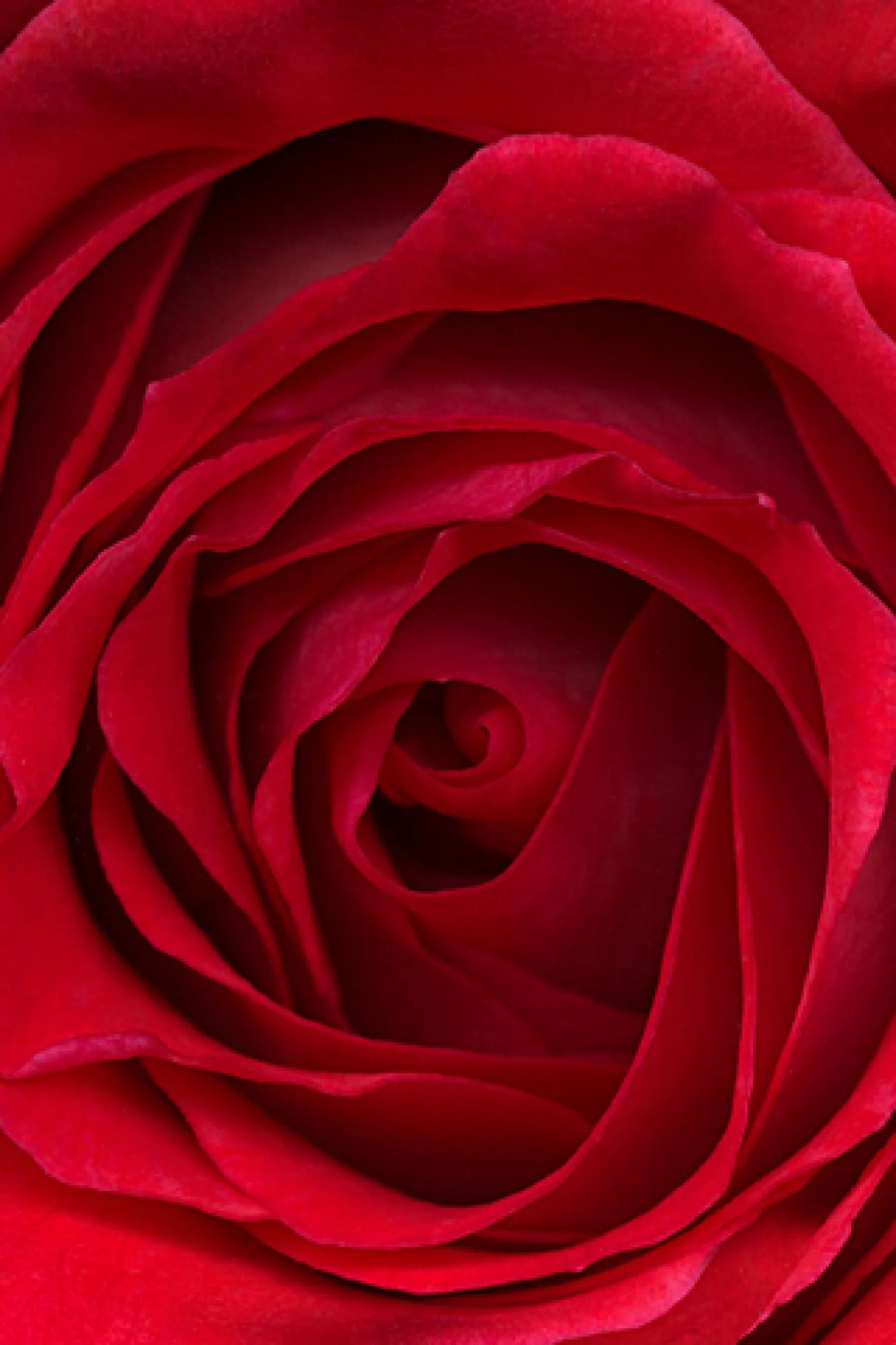 Original IPhone Default Red Rose