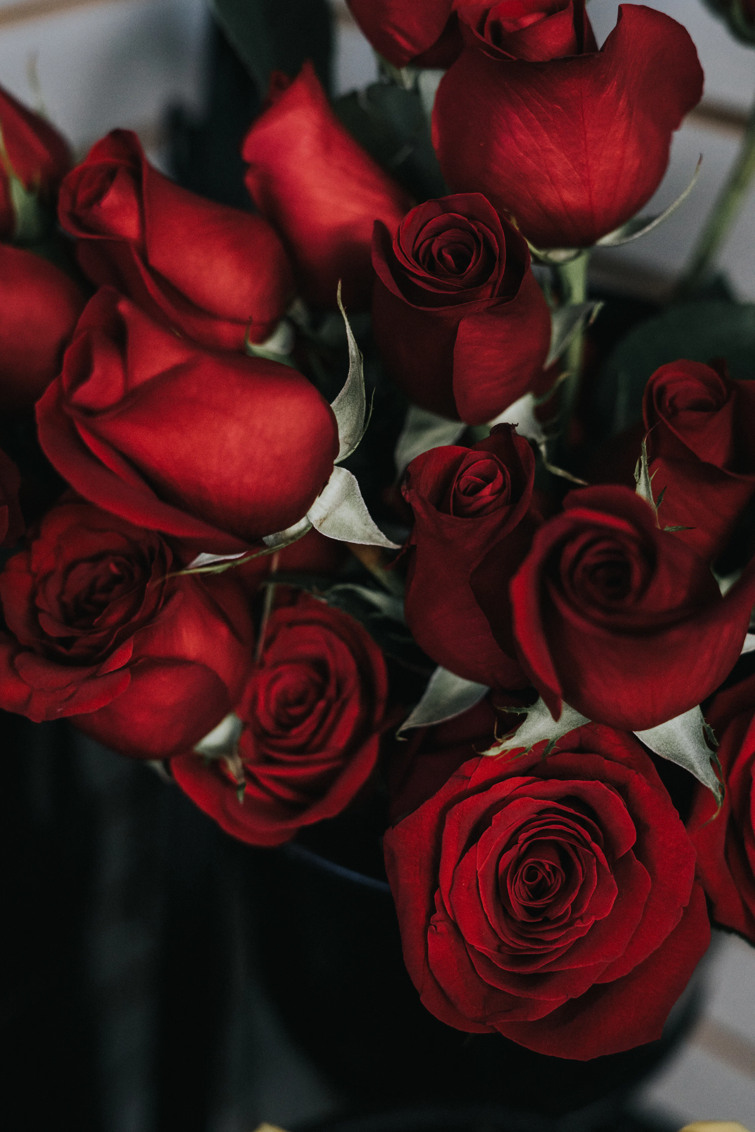 Rose Wallpaper: Free HD Download [4K]