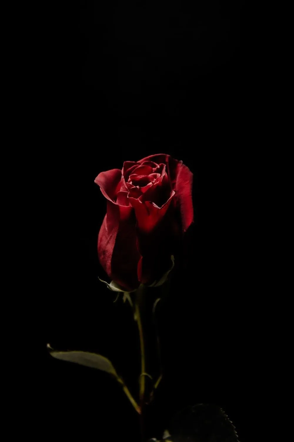 Single Red Rose In Black Background Picture, Photo, and Image for Facebook, Tumblr, , and Twitter