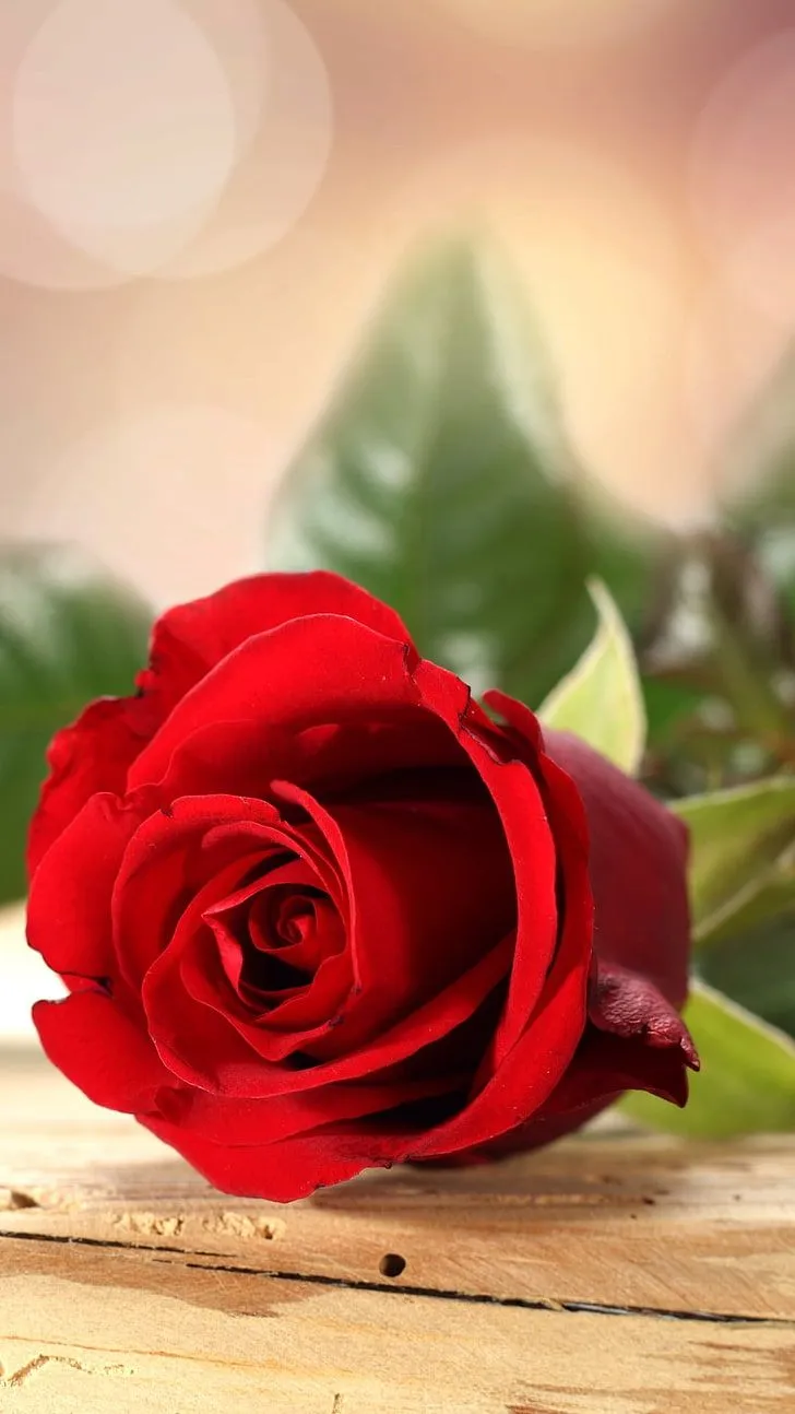 HD wallpaper: Flower Bud Rosette, red rose, Nature, Flowers, wood, rose