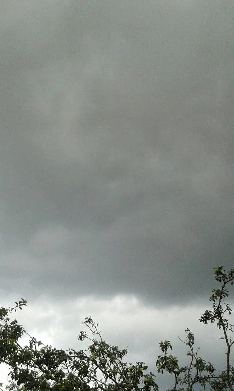 Download Tree Cloudy Sky Dark Grey iPhone Wallpaper
