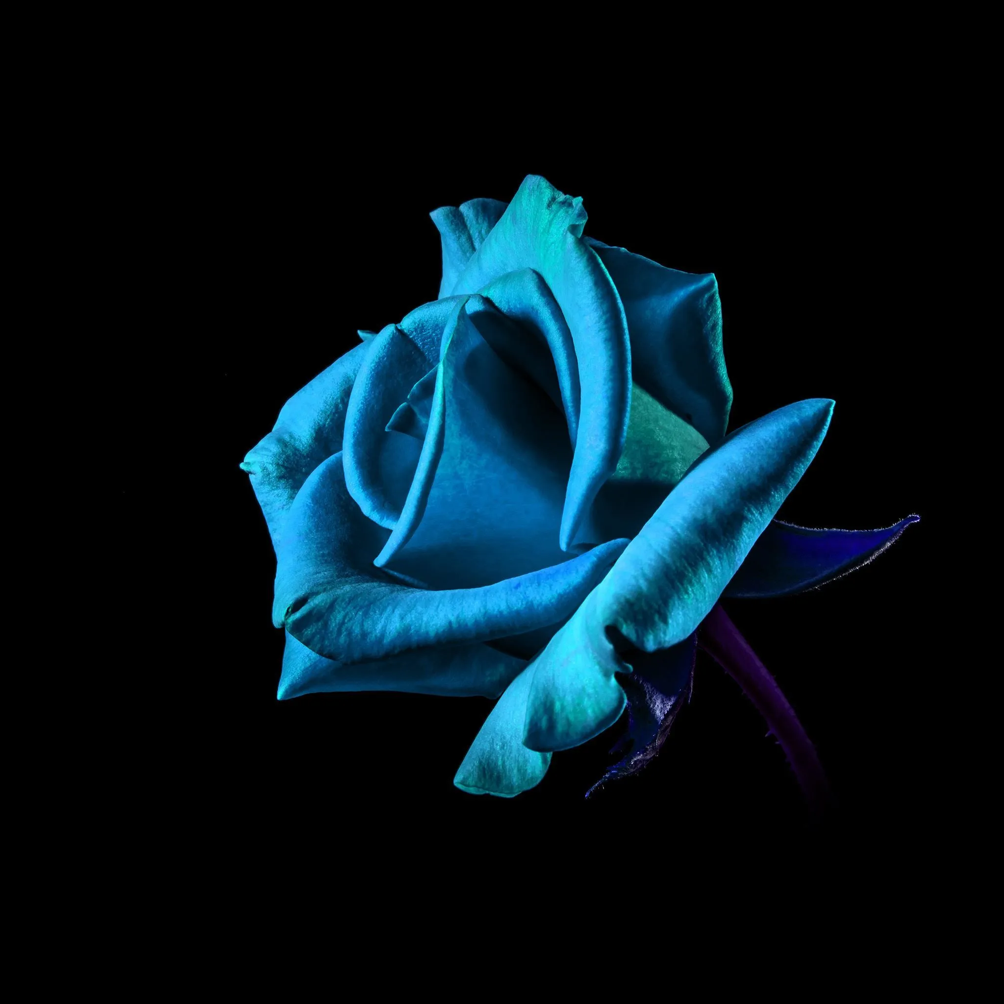 Flower Rose Blue Dark Beautiful Best Nature iPad Air Wallpaper Free Download