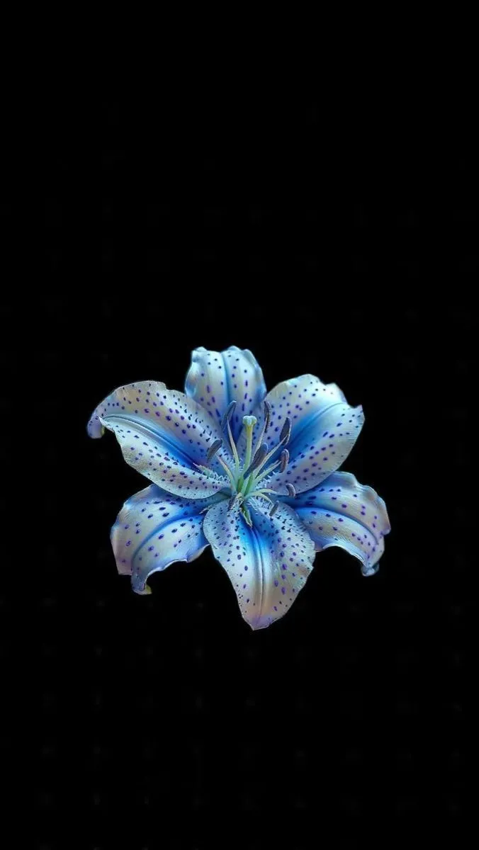 Guardado rápido. Blue flower wallpaper, Flower iphone wallpaper, Black flowers wallpaper