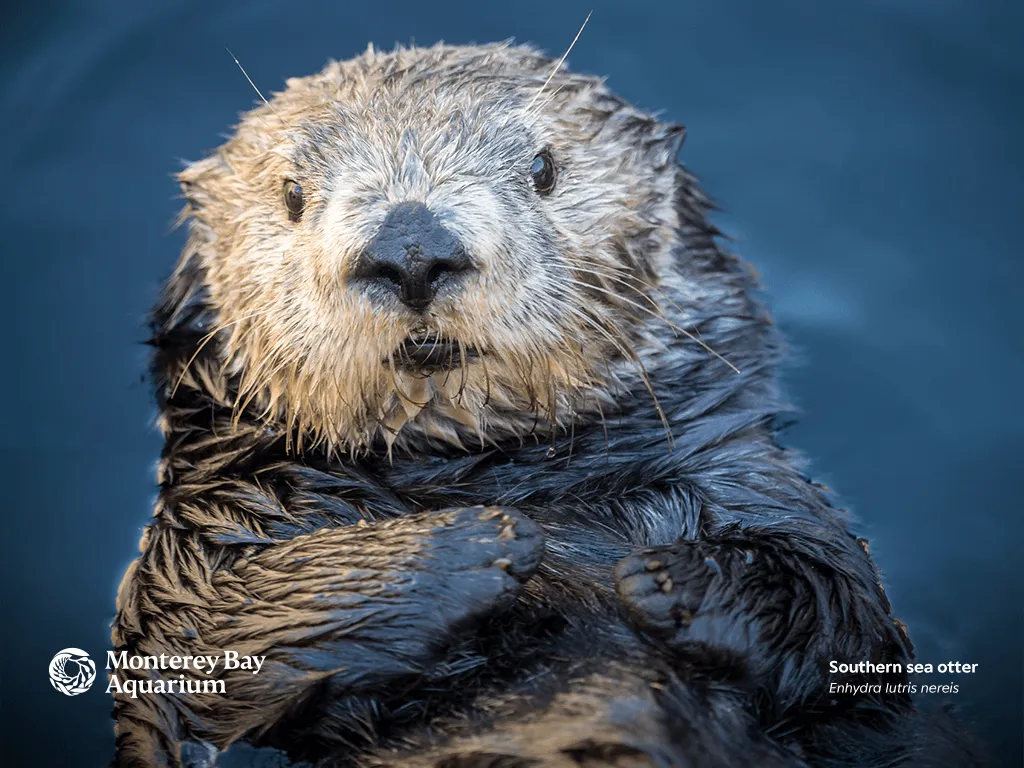 Southern sea otter. Wallpaper. Monterey Bay Aquarium