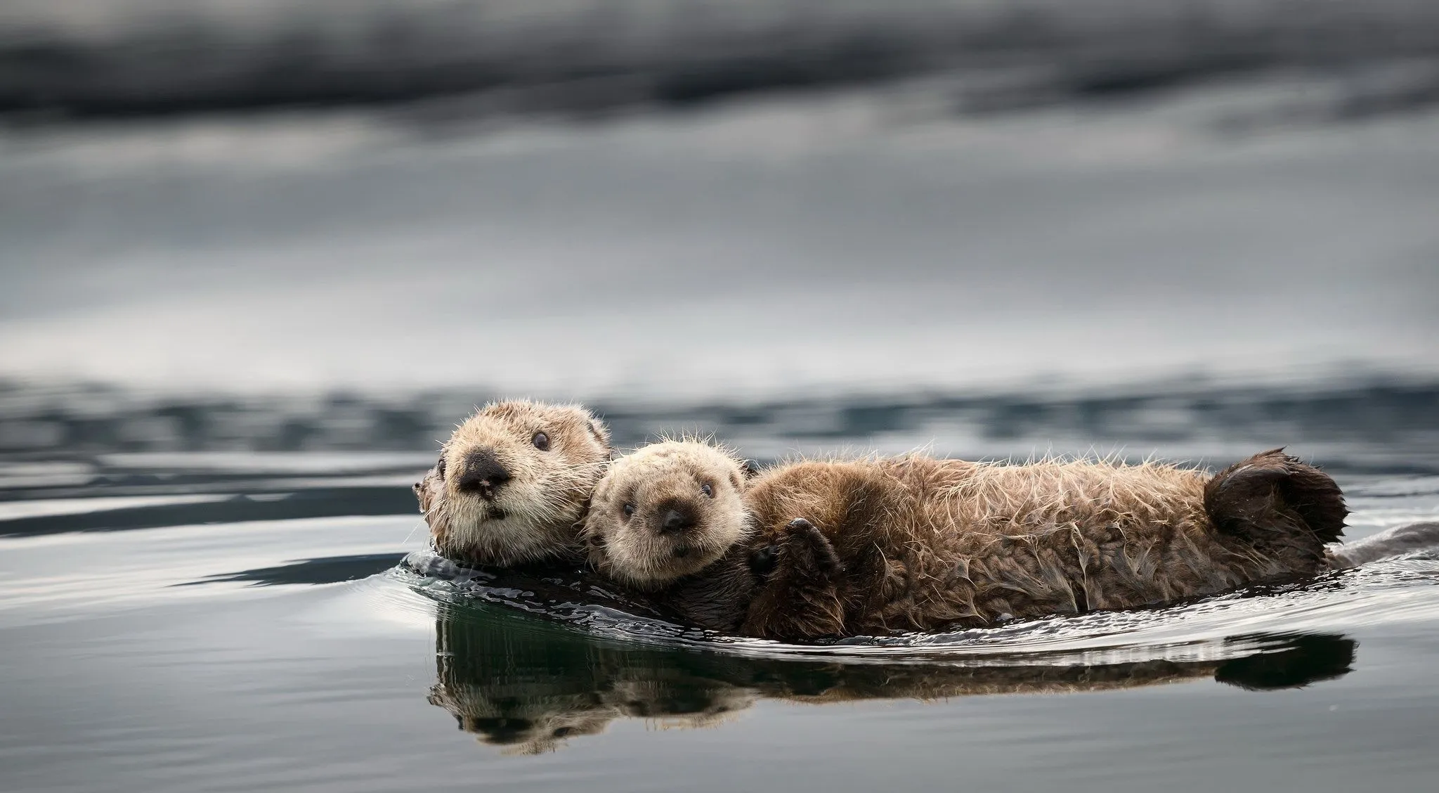 Kawaii Otter Dreamscape AI Art Wallpaper