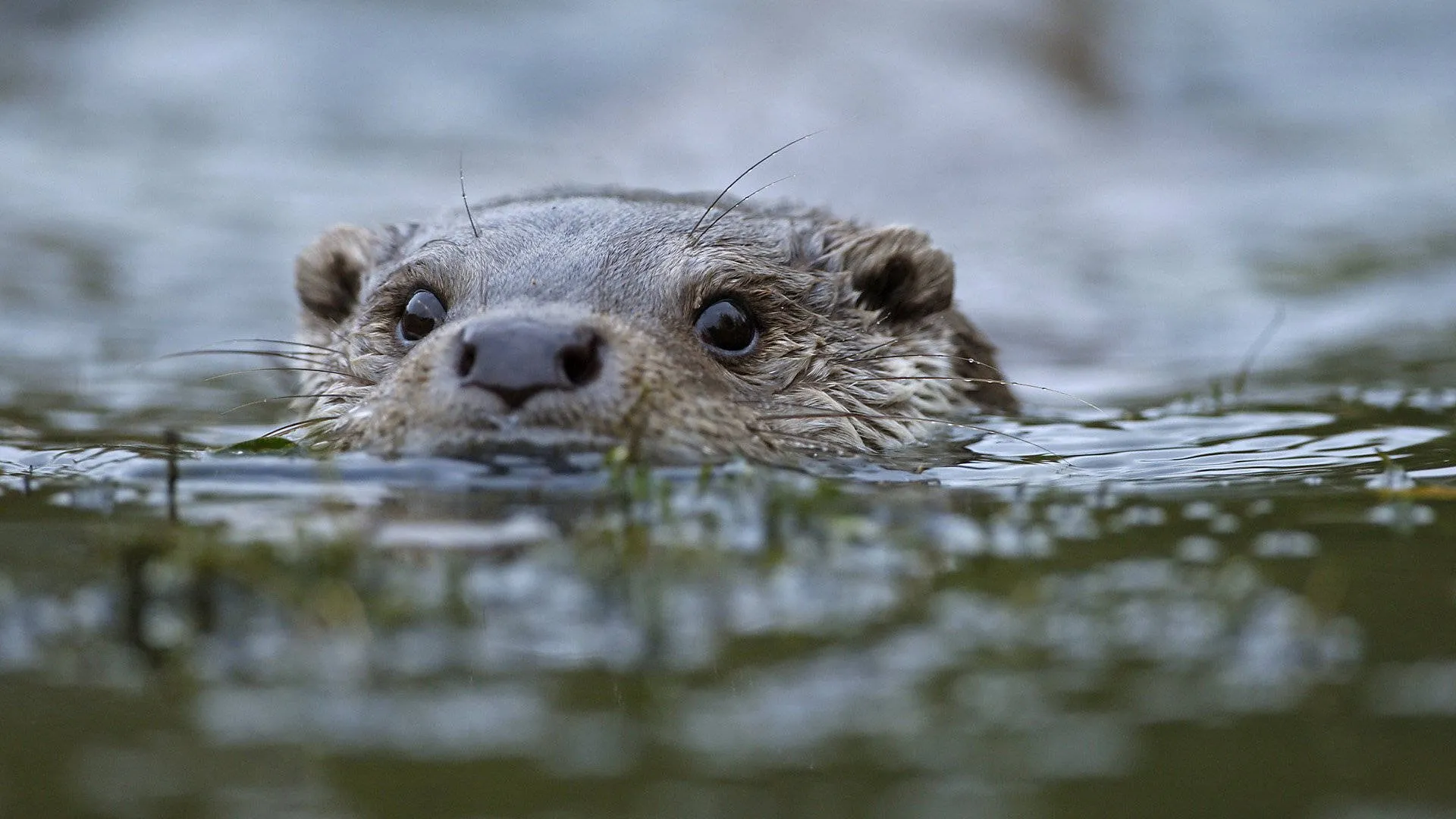 Otter Wallpaper