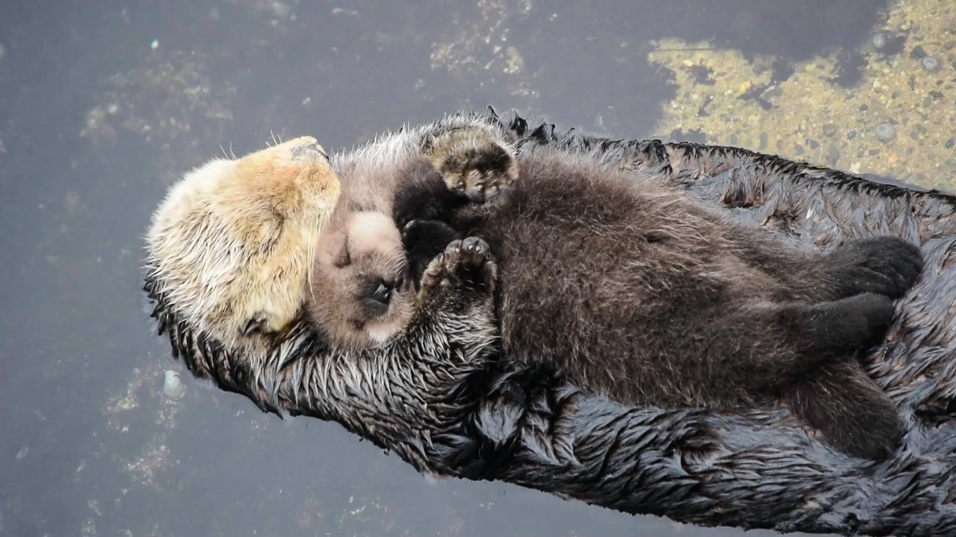 Baby Sea Otter Wallpaper, HD Background on WallpaperBat