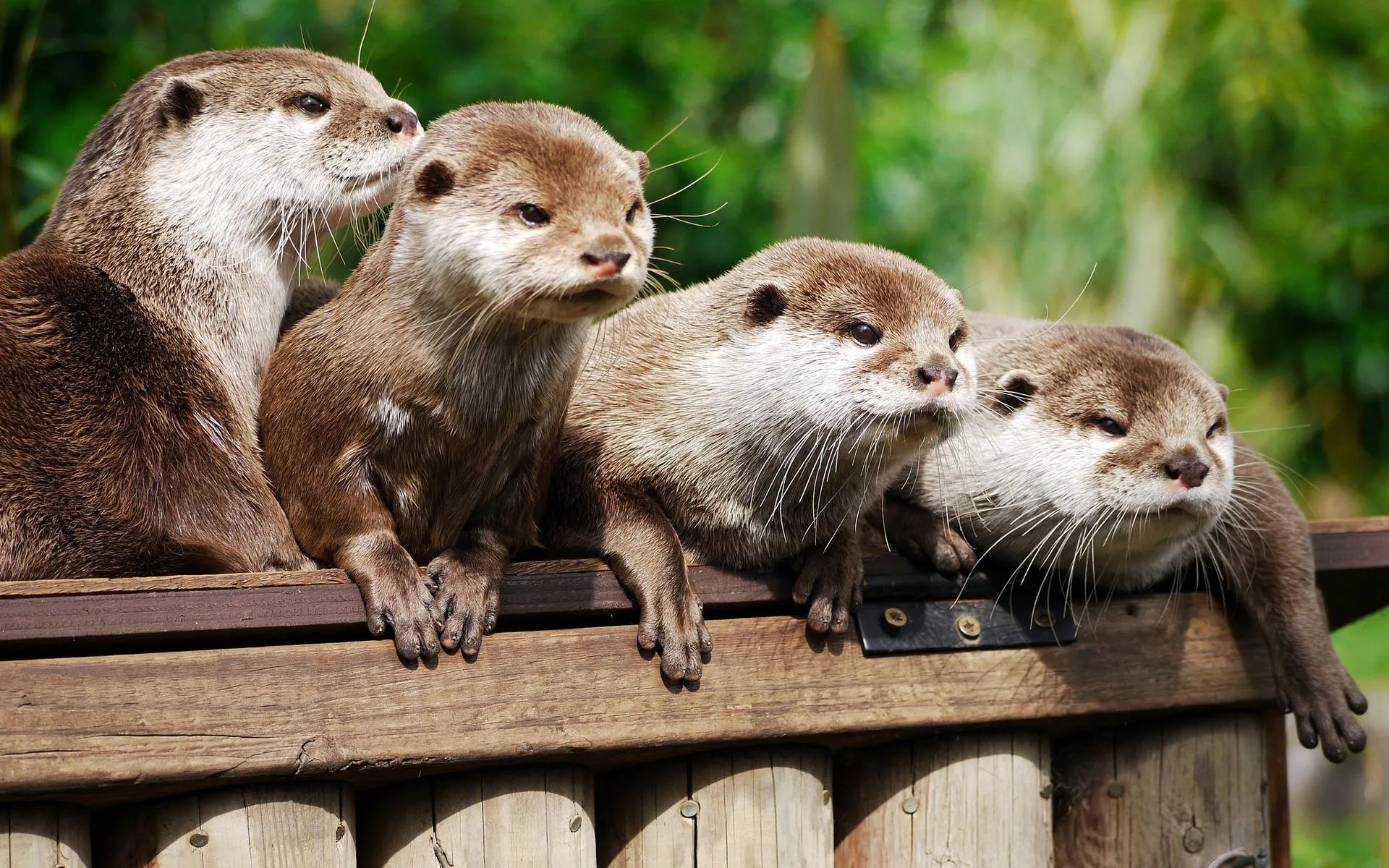 Desktop wallpaper: Animal, Otter 4K free download for PC. 253073