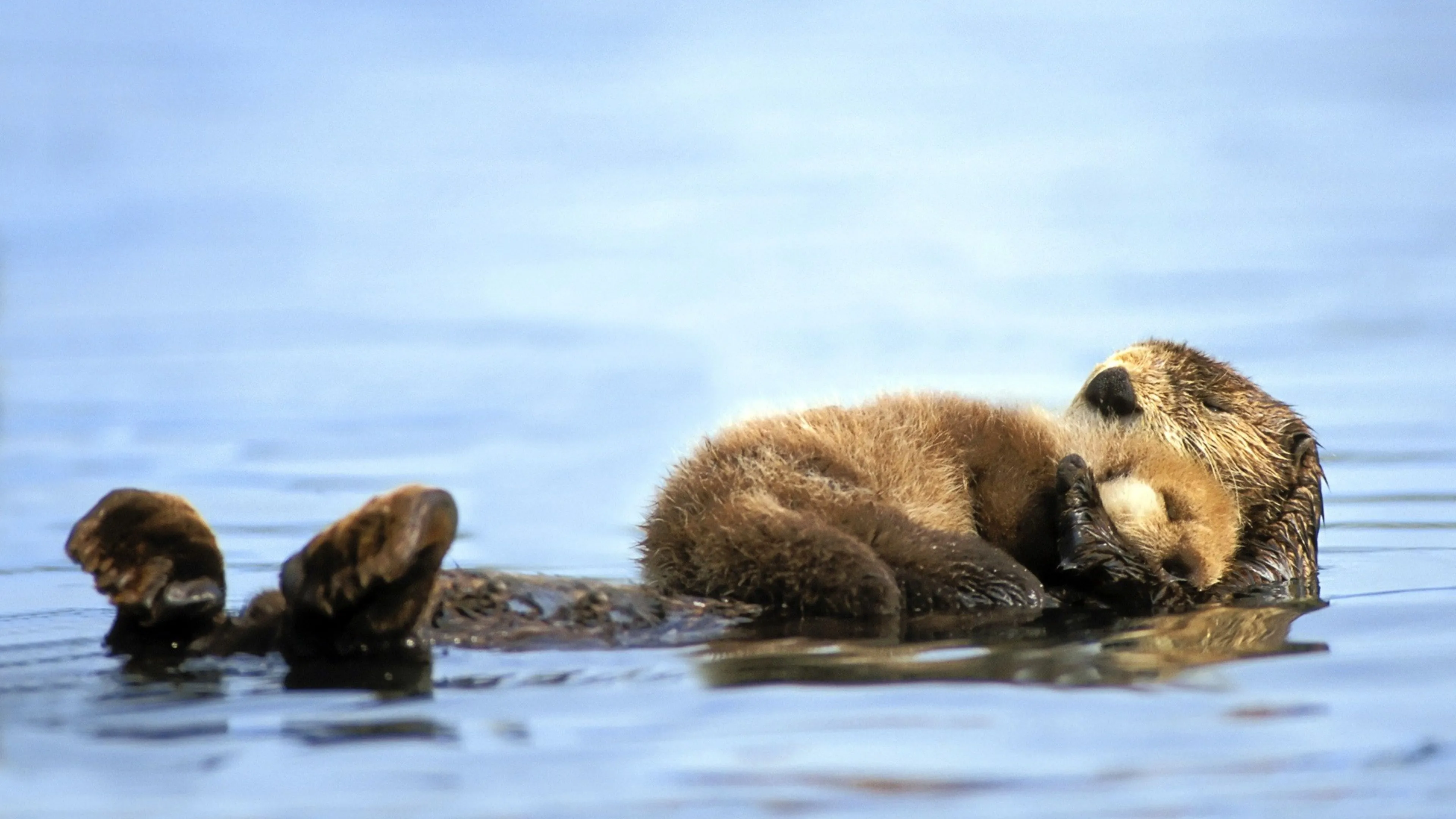 Otter Wallpaper