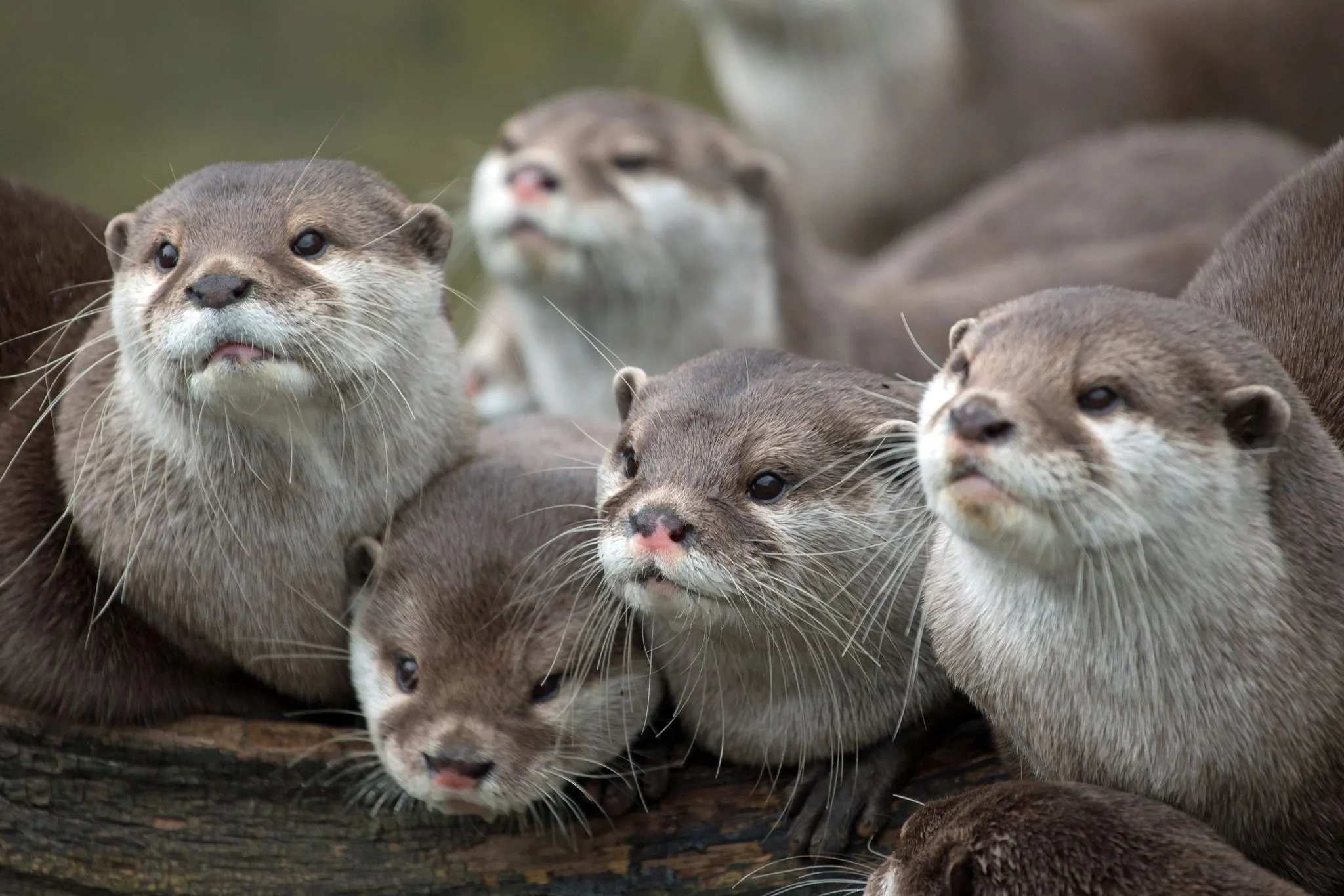 otters, animals, family Wallpaper, HD Animals 4K Wallpaper, Image and Background