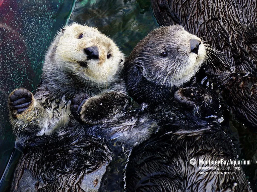 Baby Sea Otter Wallpaper, HD Background on WallpaperBat