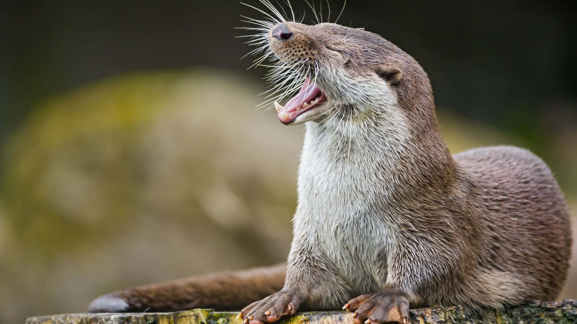 Download Funny Cute Animals Yawning Otter Wallpaper