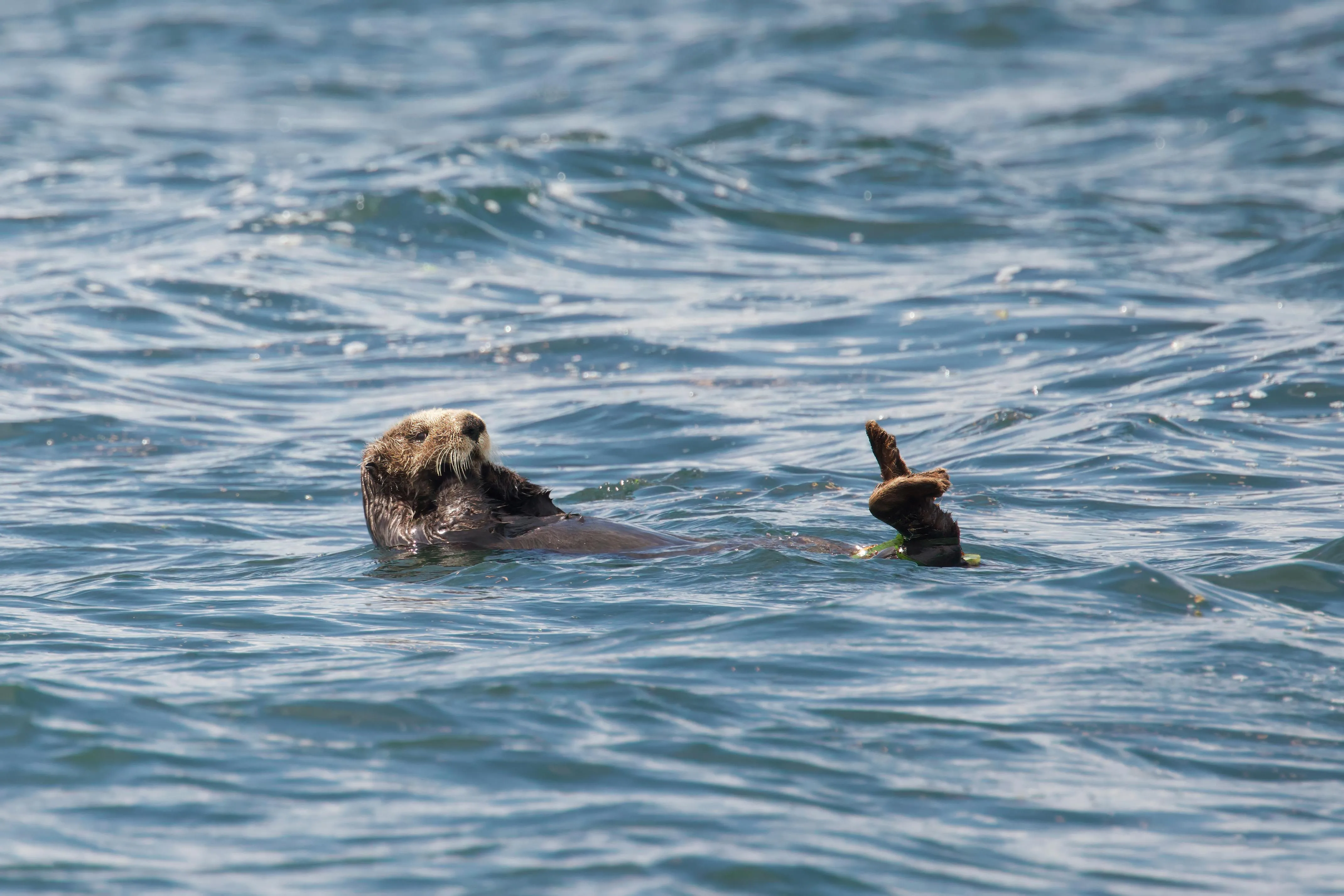 Sea Otter Photo, Download The BEST Free Sea Otter & HD Image