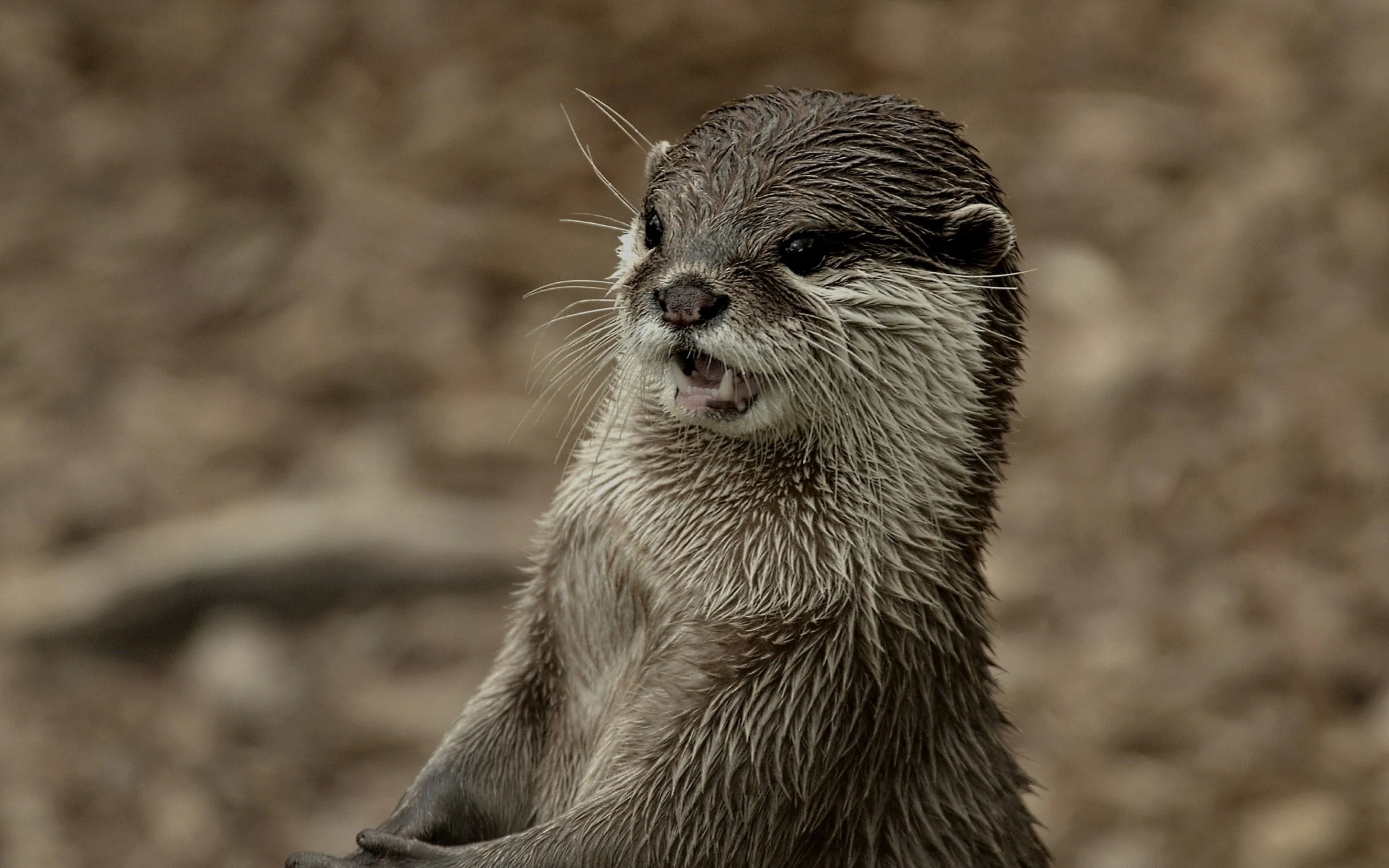 Otter wallpaper
