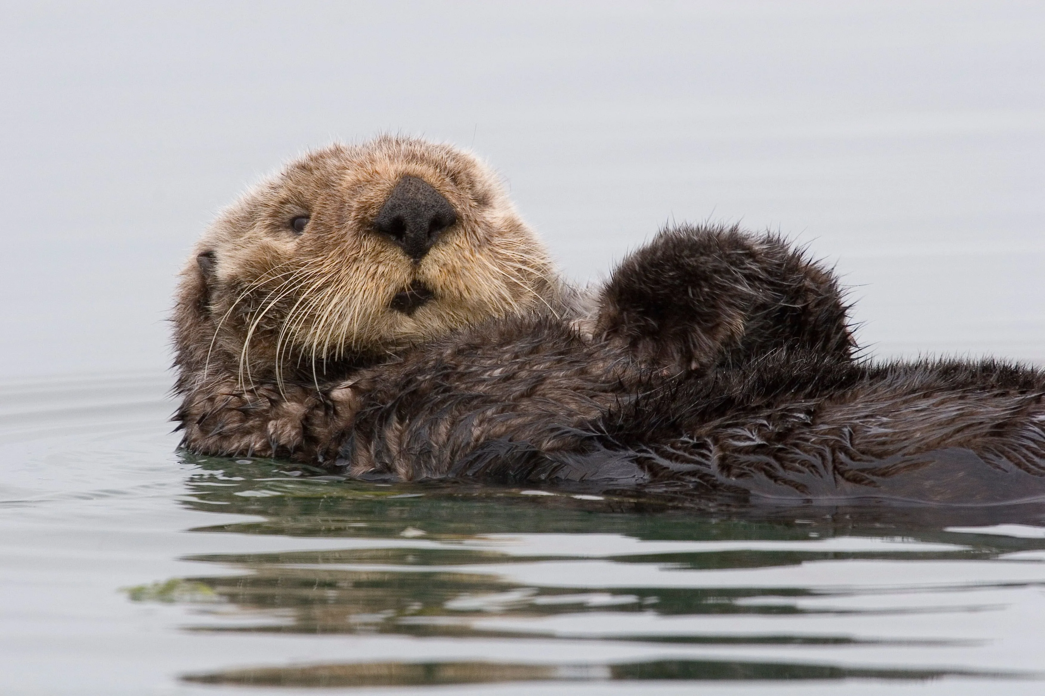 Brown Sea Otter on water HD wallpaper
