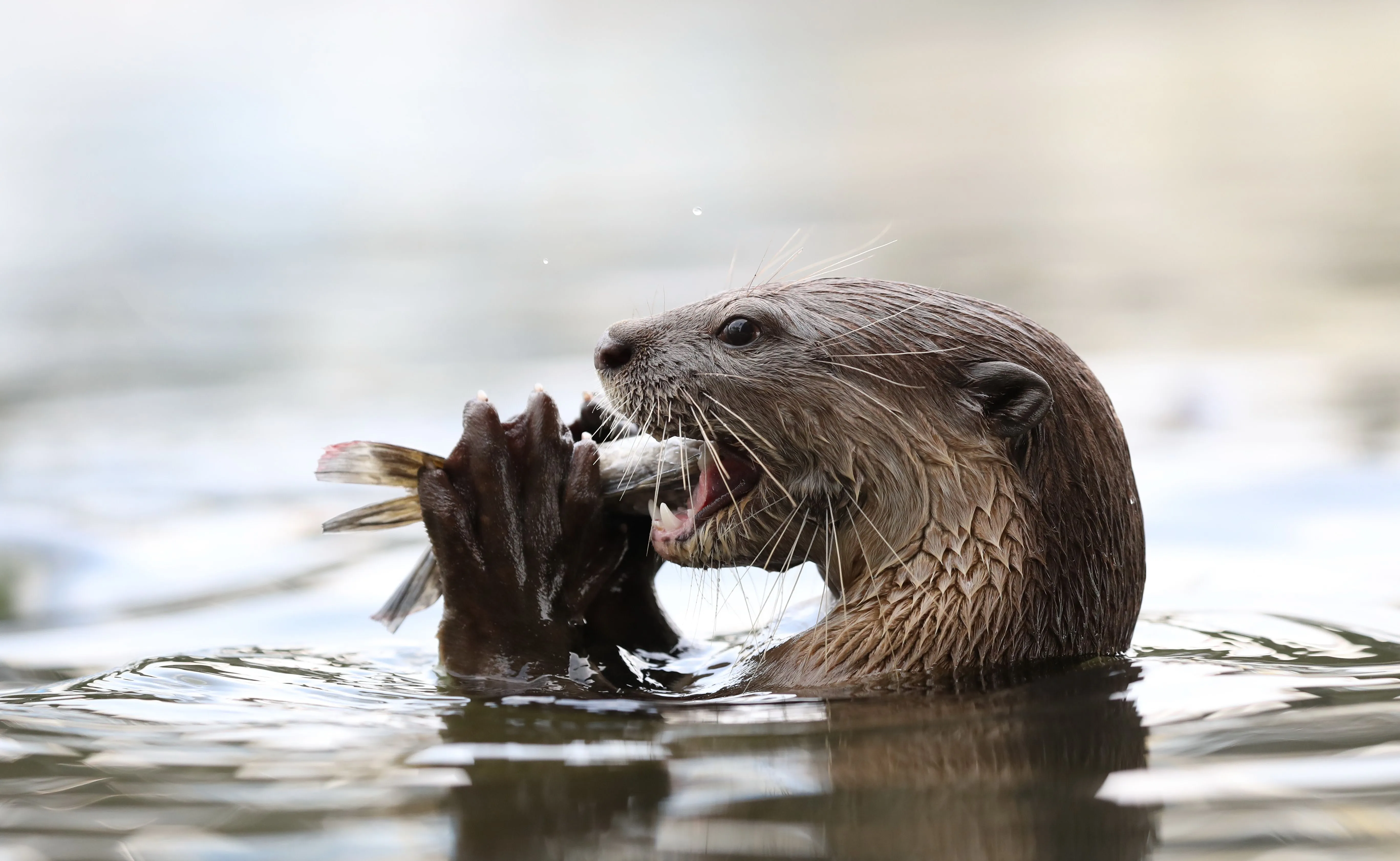 Desktop wallpaper: Animal, Otter 4K free download for PC. 759583