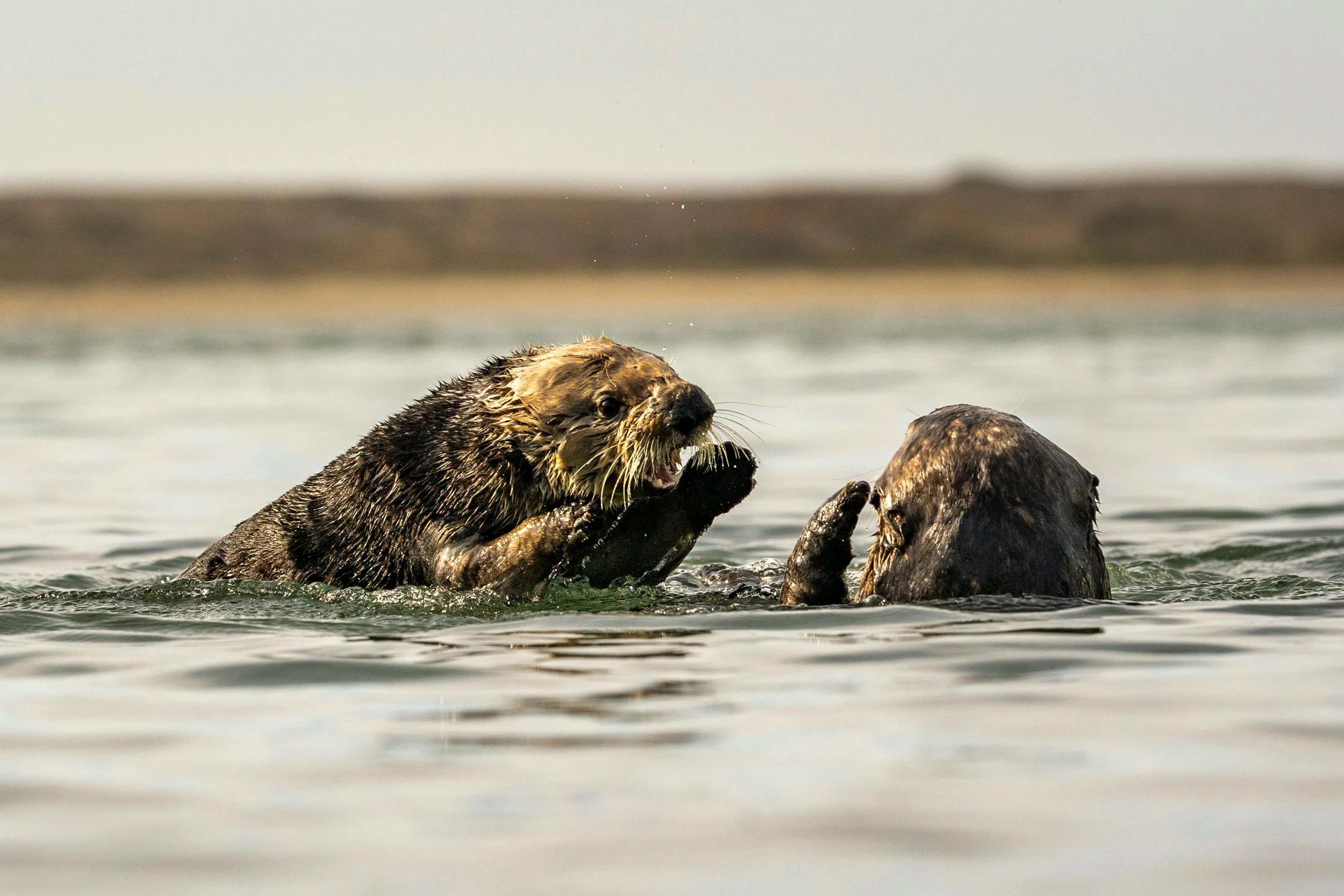 Sea Otter Photo, Download The BEST Free Sea Otter & HD Image