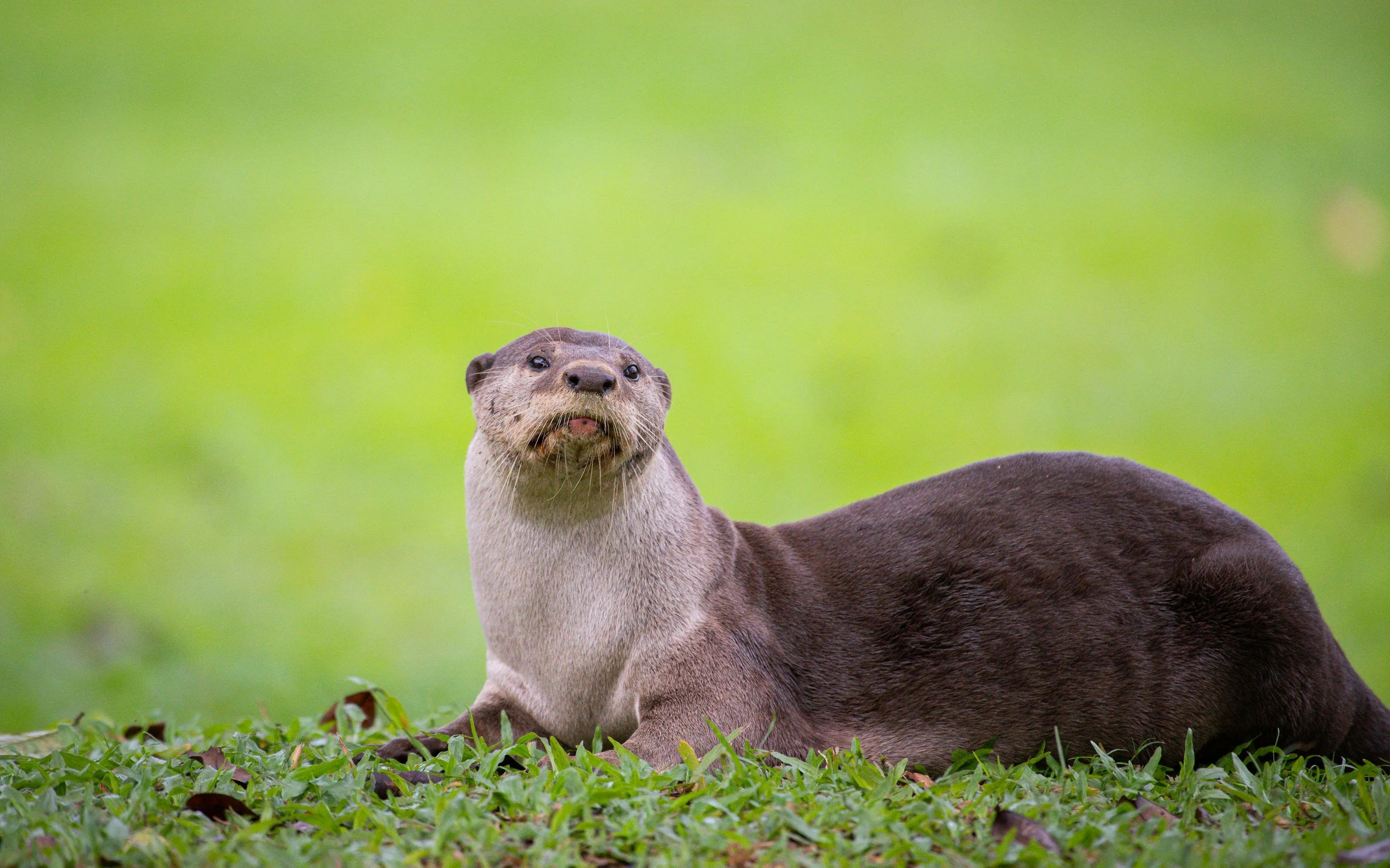 An otter sitting in the grass looking up photo