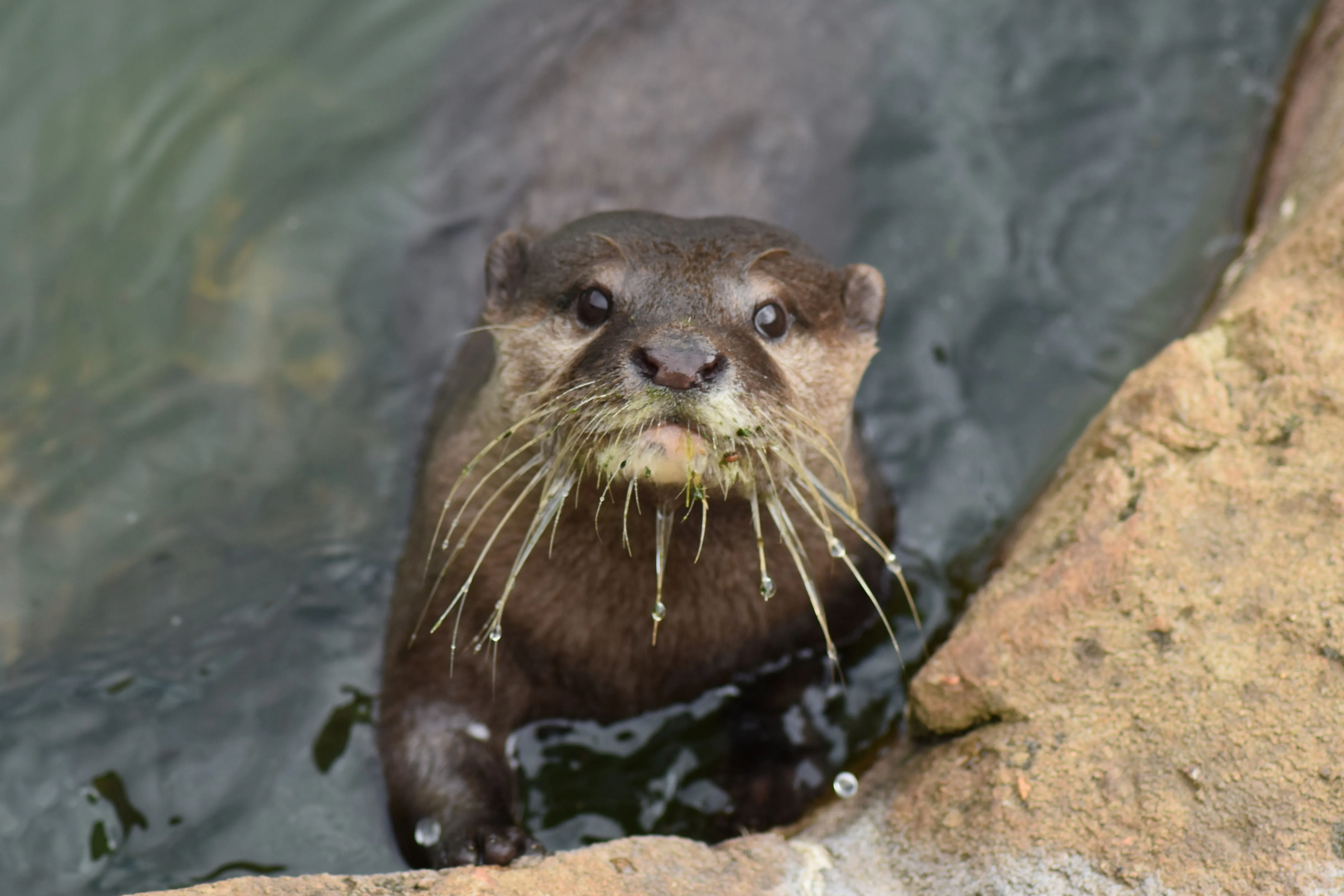 otter, muzzle, cute Wallpaper, HD Animals 4K Wallpaper, Image and Background