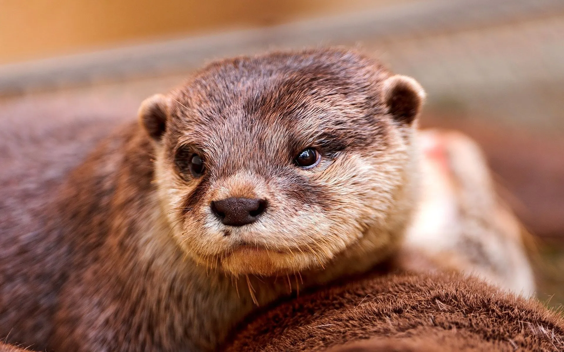 Desktop wallpaper: Animal, Otter 4K free download for PC. 759583