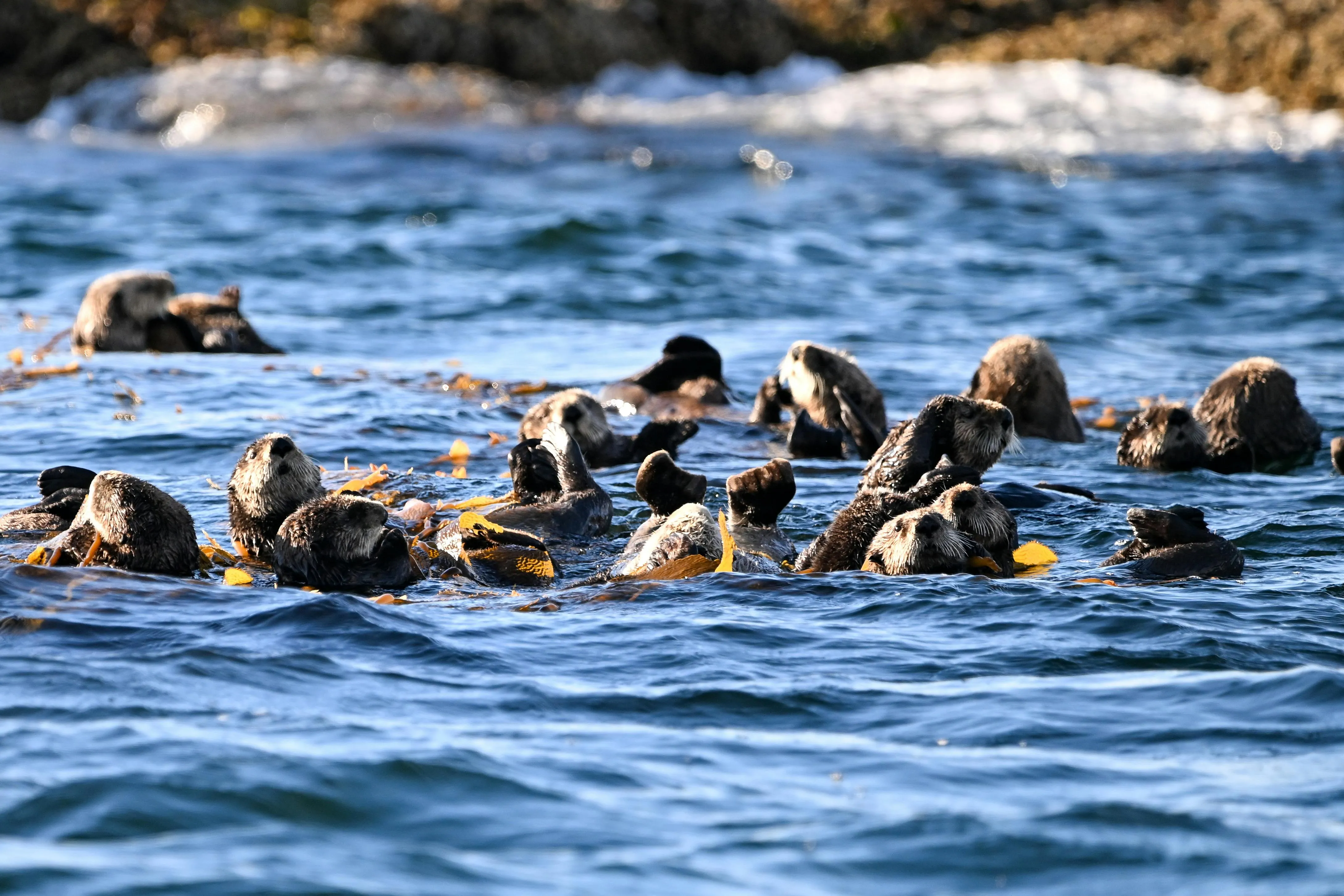 Sea Otter Photo, Download The BEST Free Sea Otter & HD Image