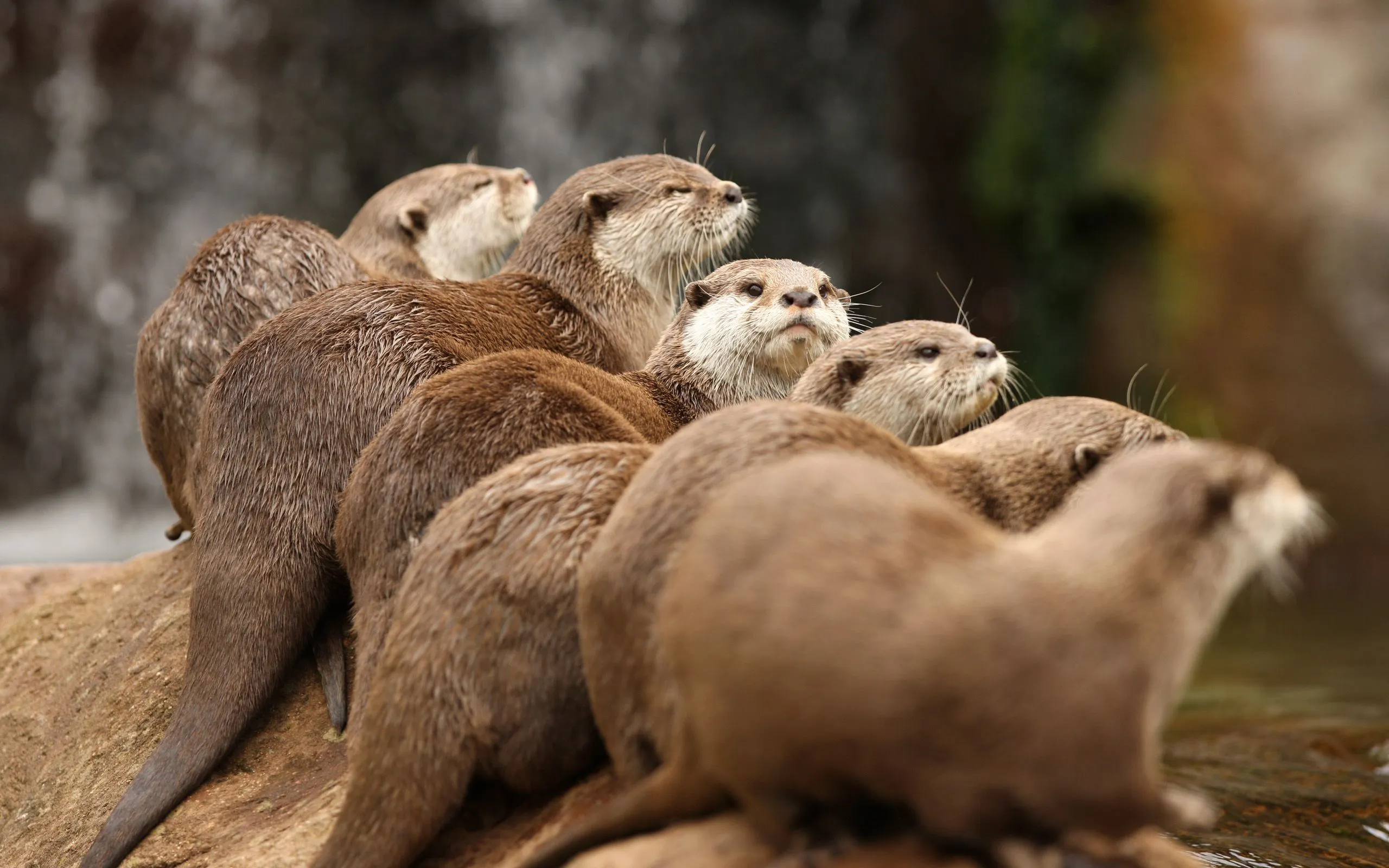 Desktop wallpaper: Animal, Otter 4K free download for PC. 567259