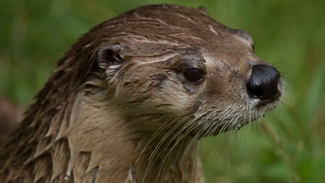 Laptop Otter Wallpaper Free 1366x768 High Quality Background