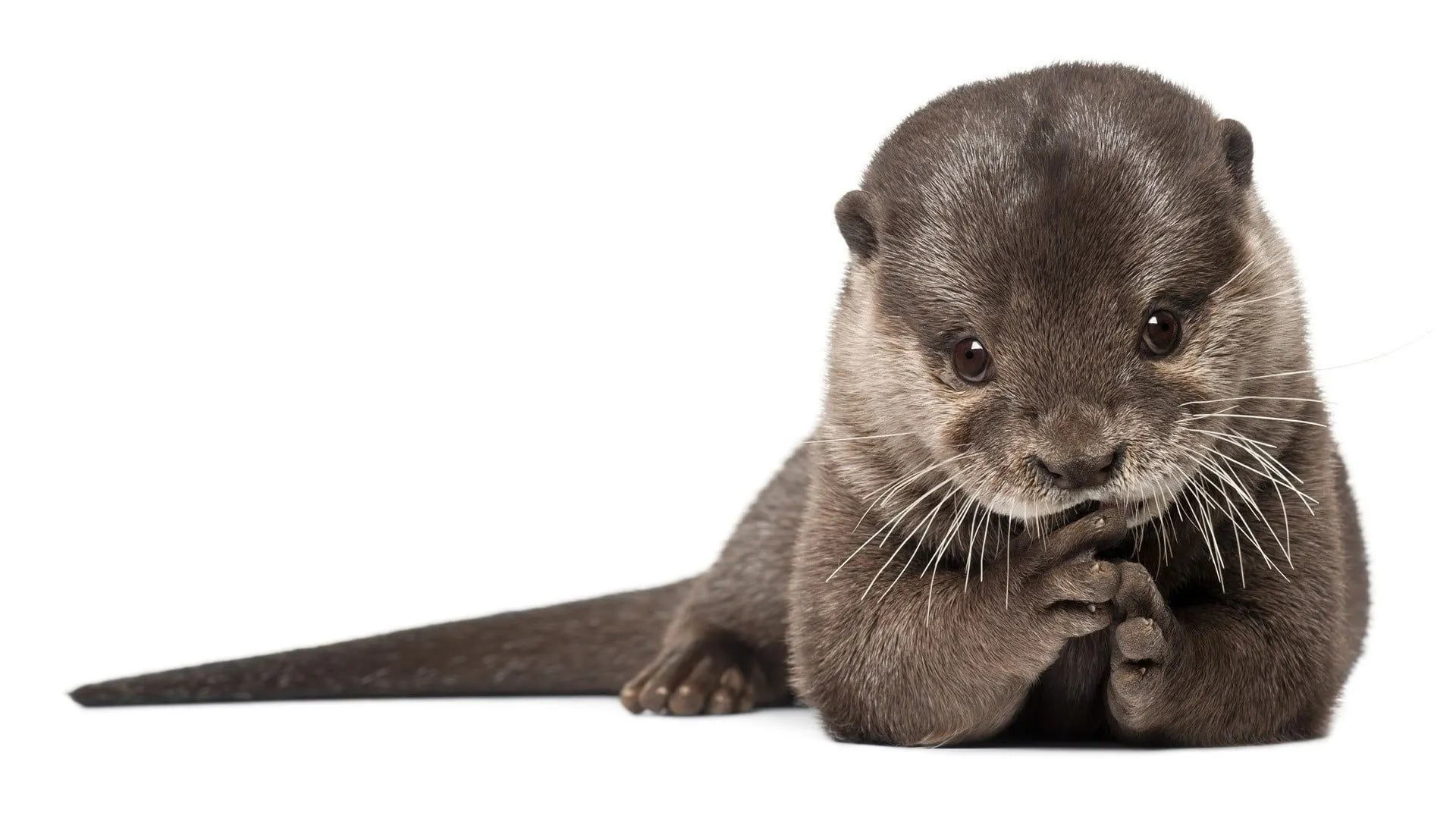 Macro shot of gray otter HD wallpaper