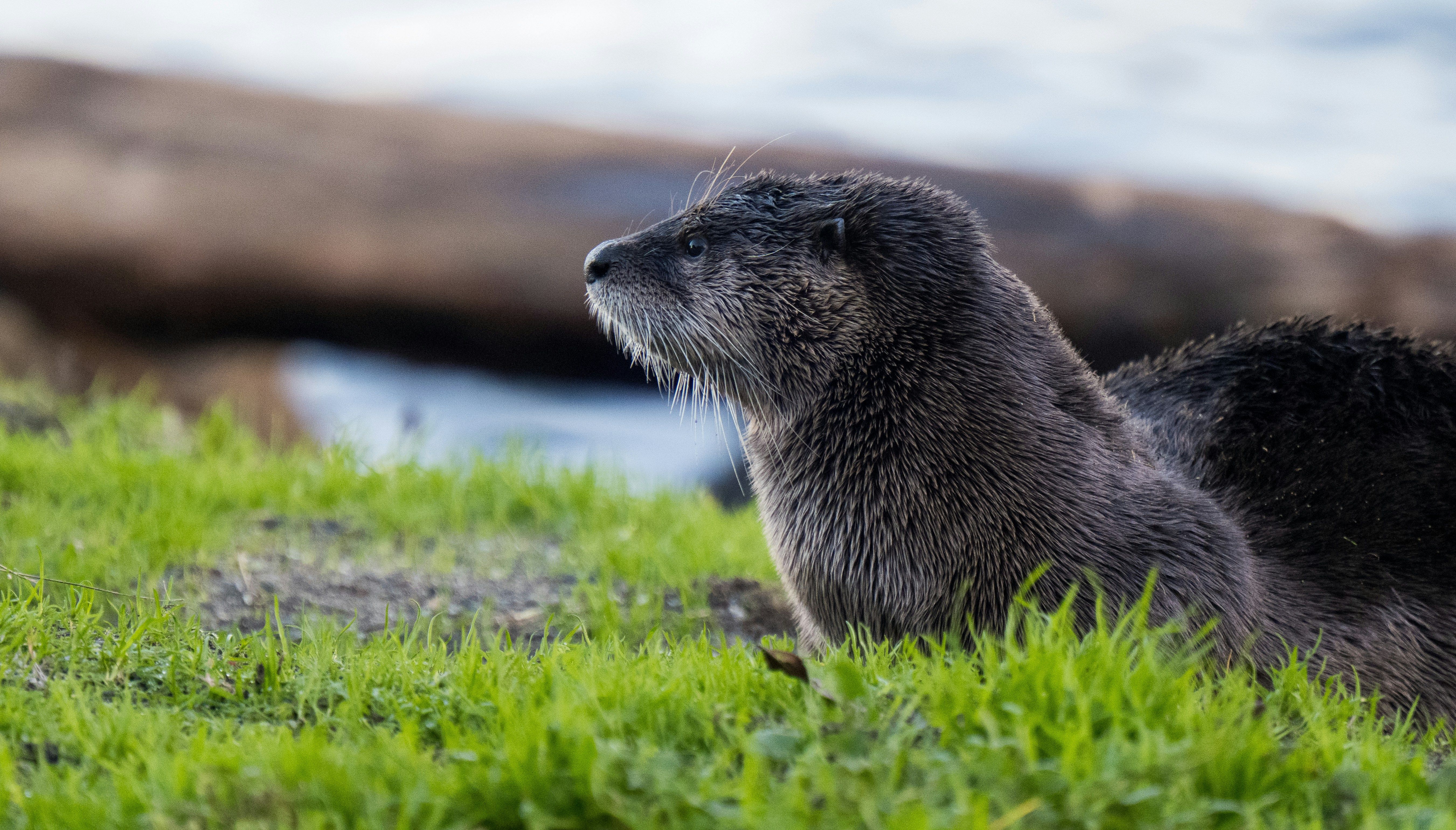 An otter sitting in the grass looking up photo