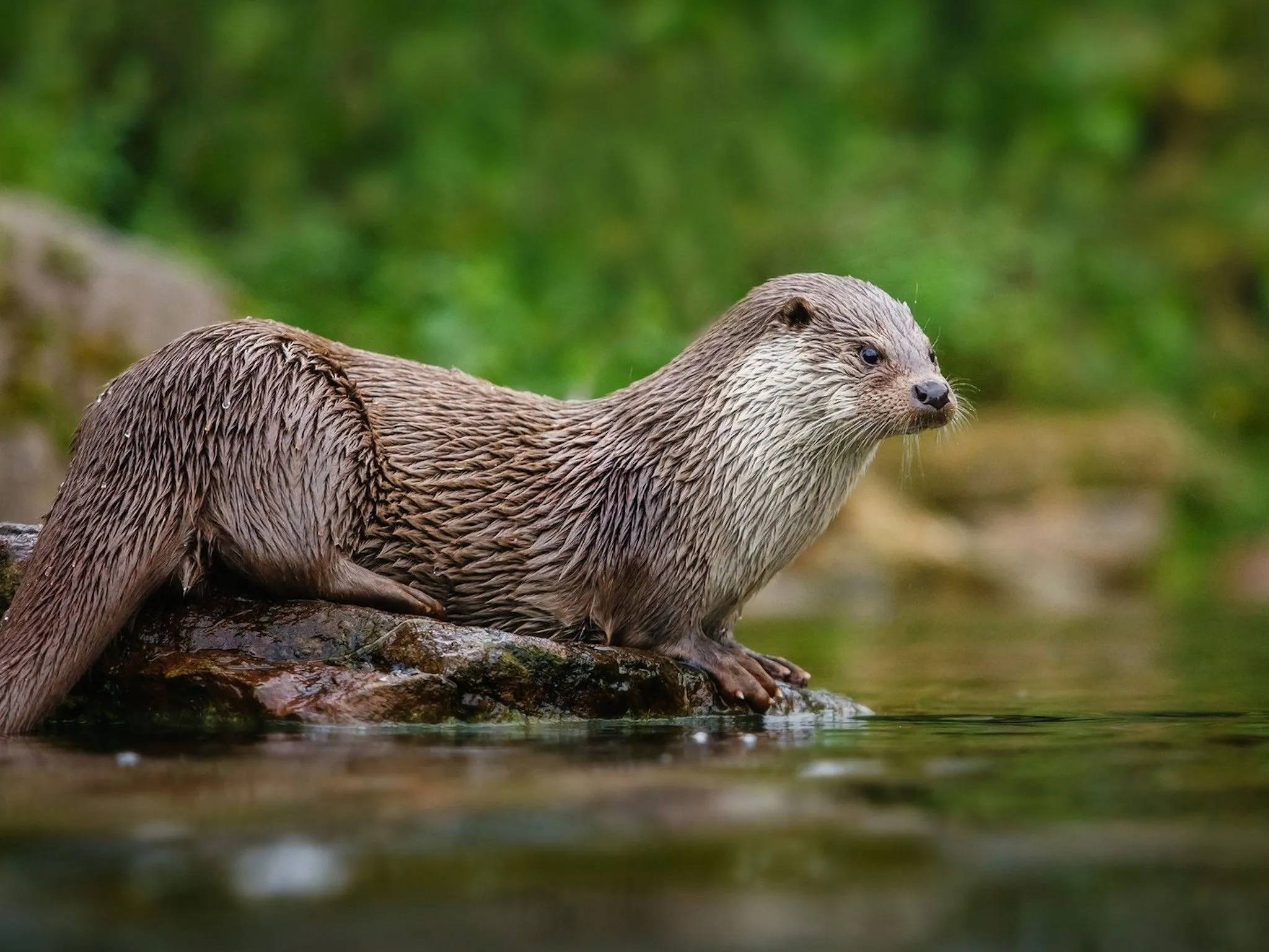 North American River Otter Wallpaper. Free HD Downloads