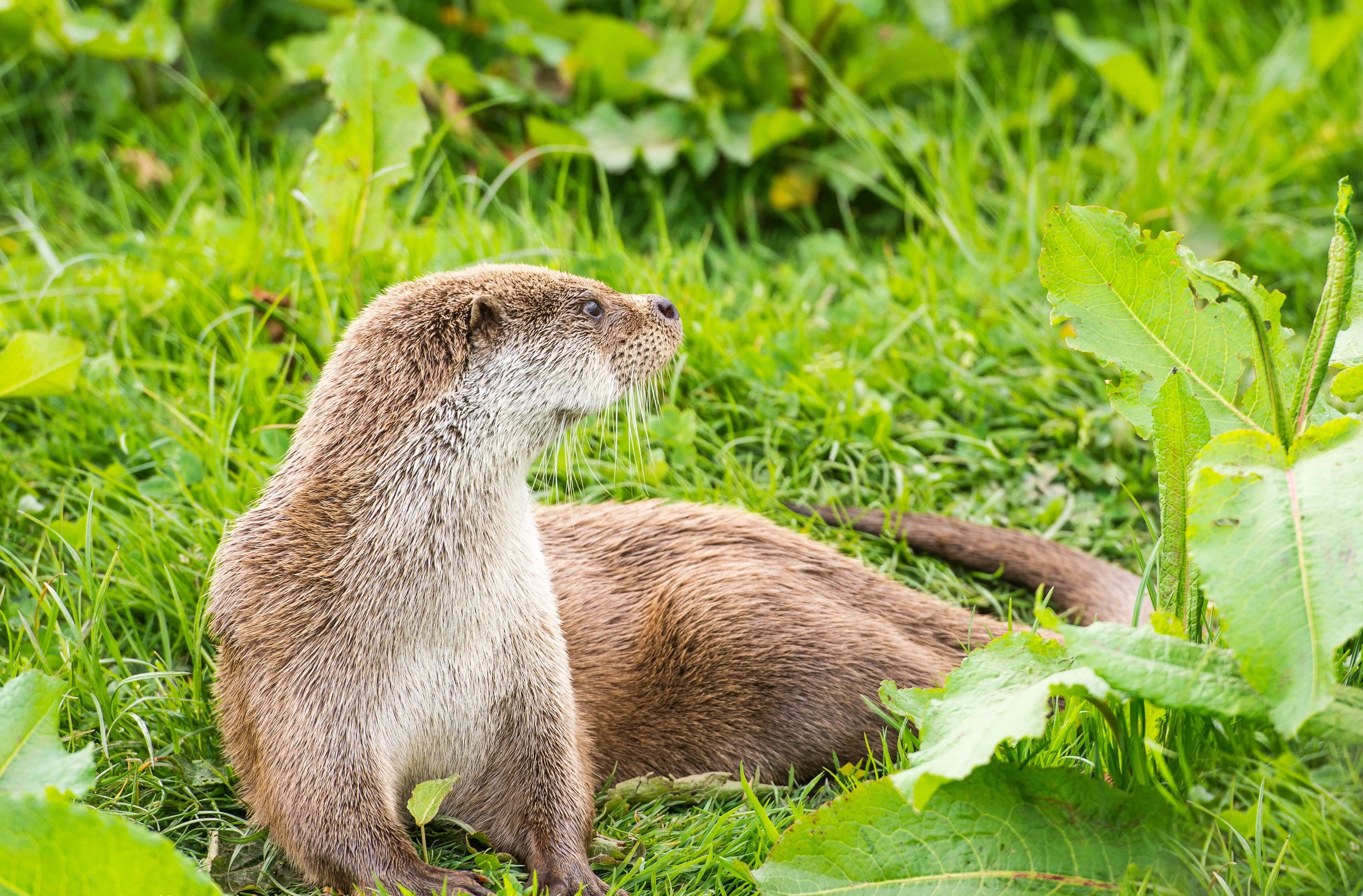 Eurasian Otter, Grass, HD Wallpaper