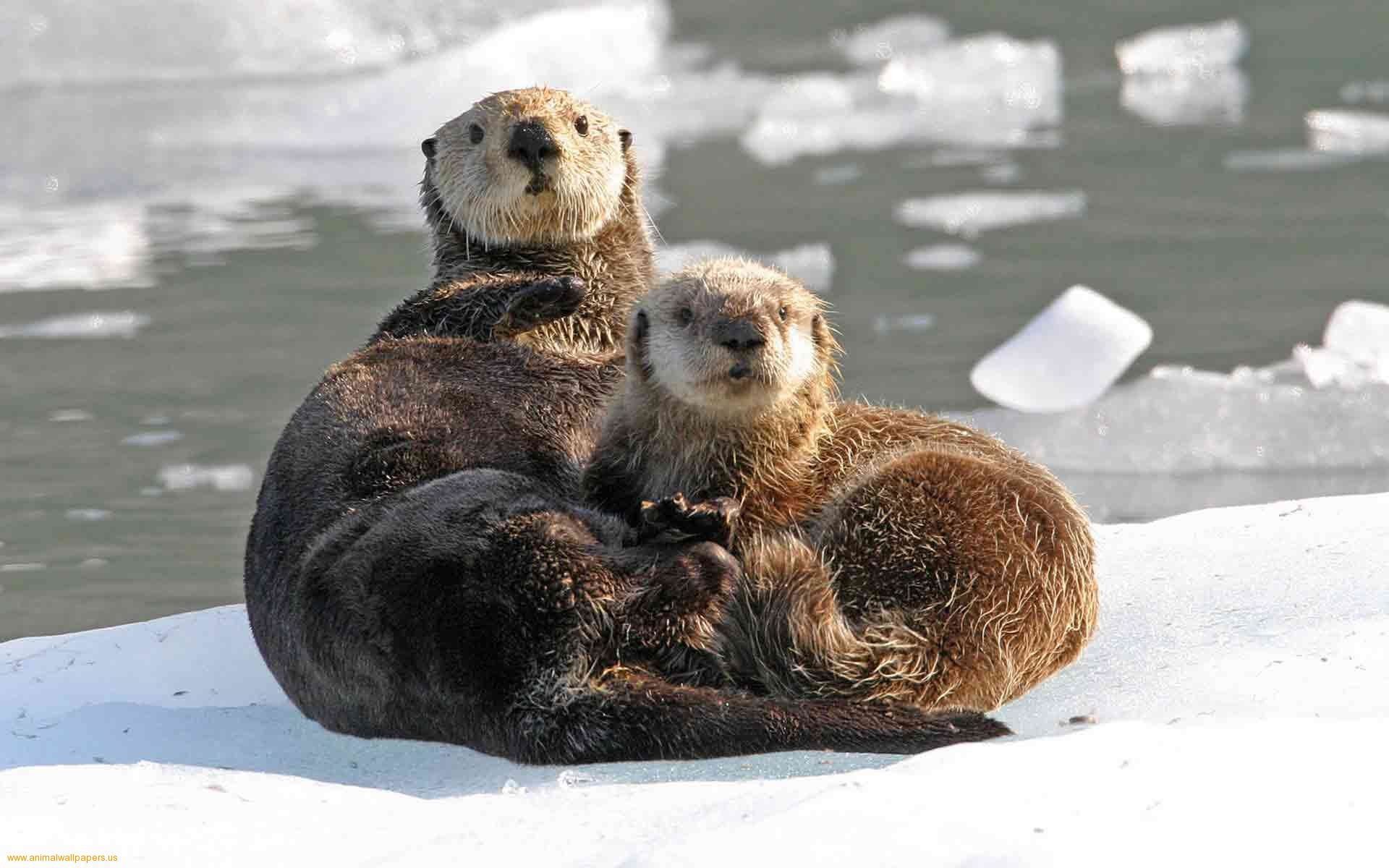 Sea Otter Wallpaper
