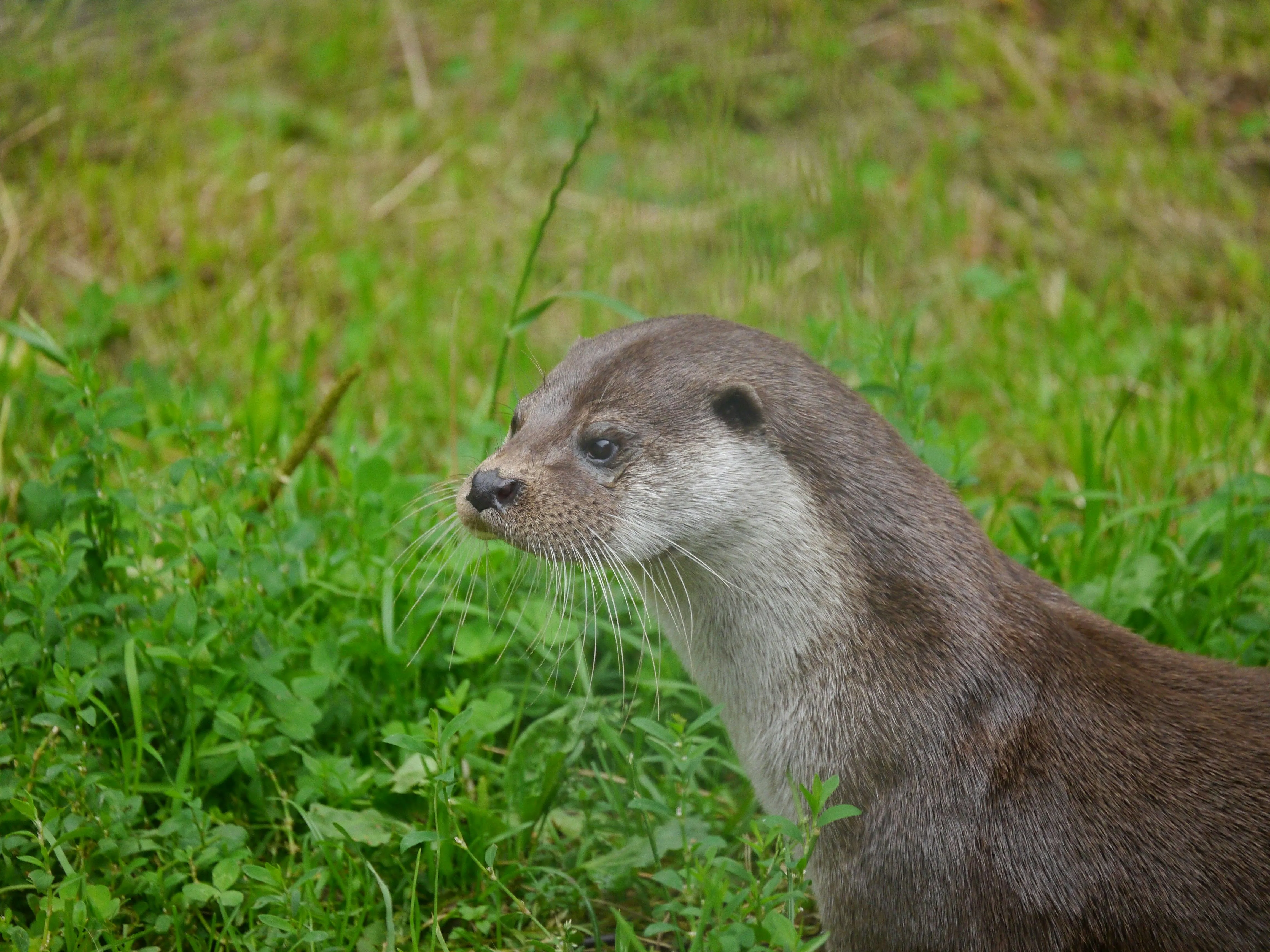 An otter sitting in the grass looking up photo