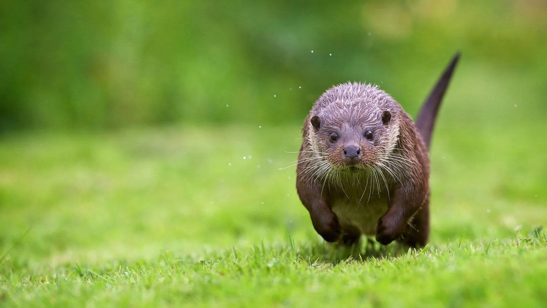 Otter HD Wallpaperwallpaper.net