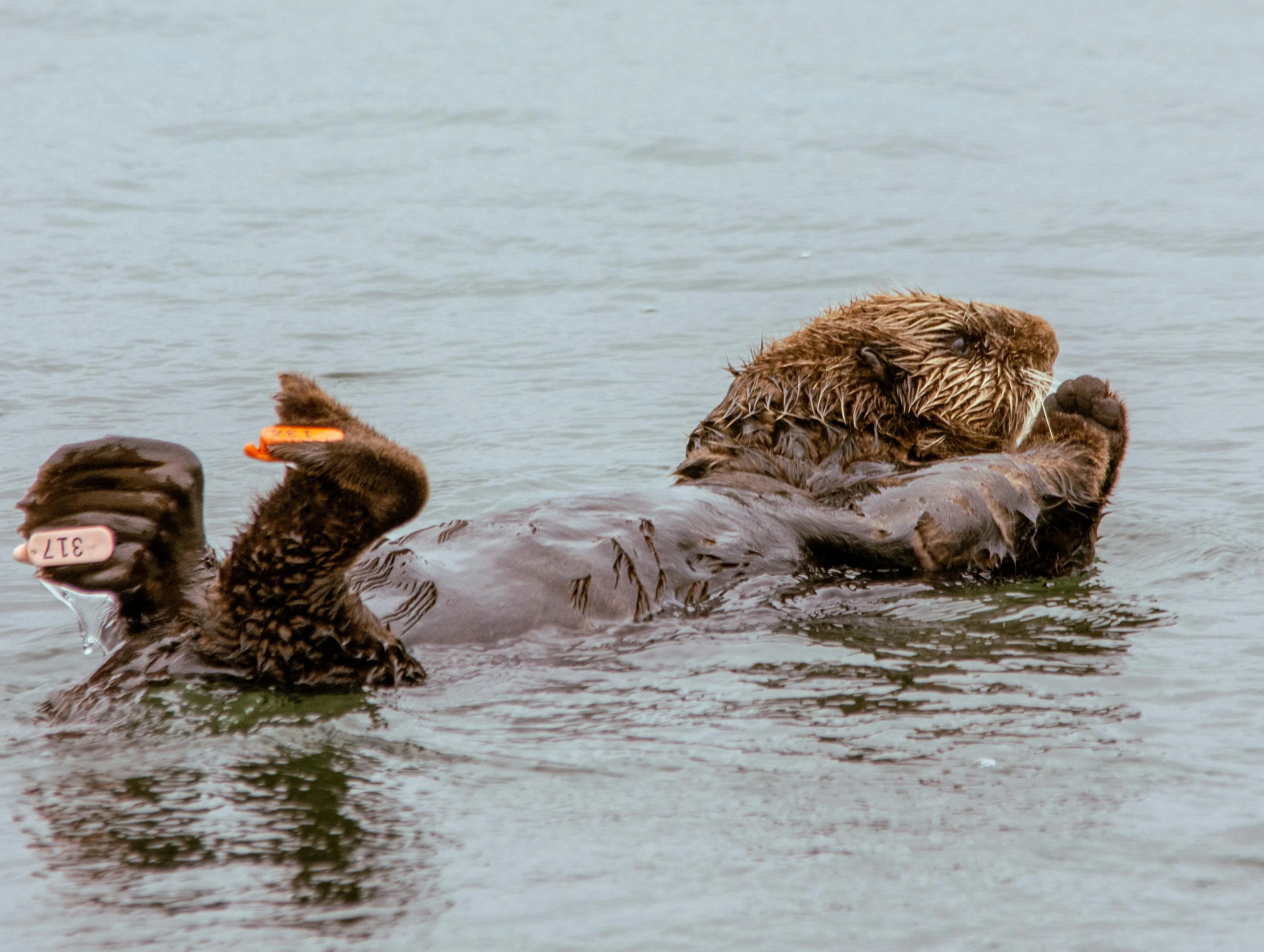 Sea Otter Photo, Download The BEST Free Sea Otter & HD Image