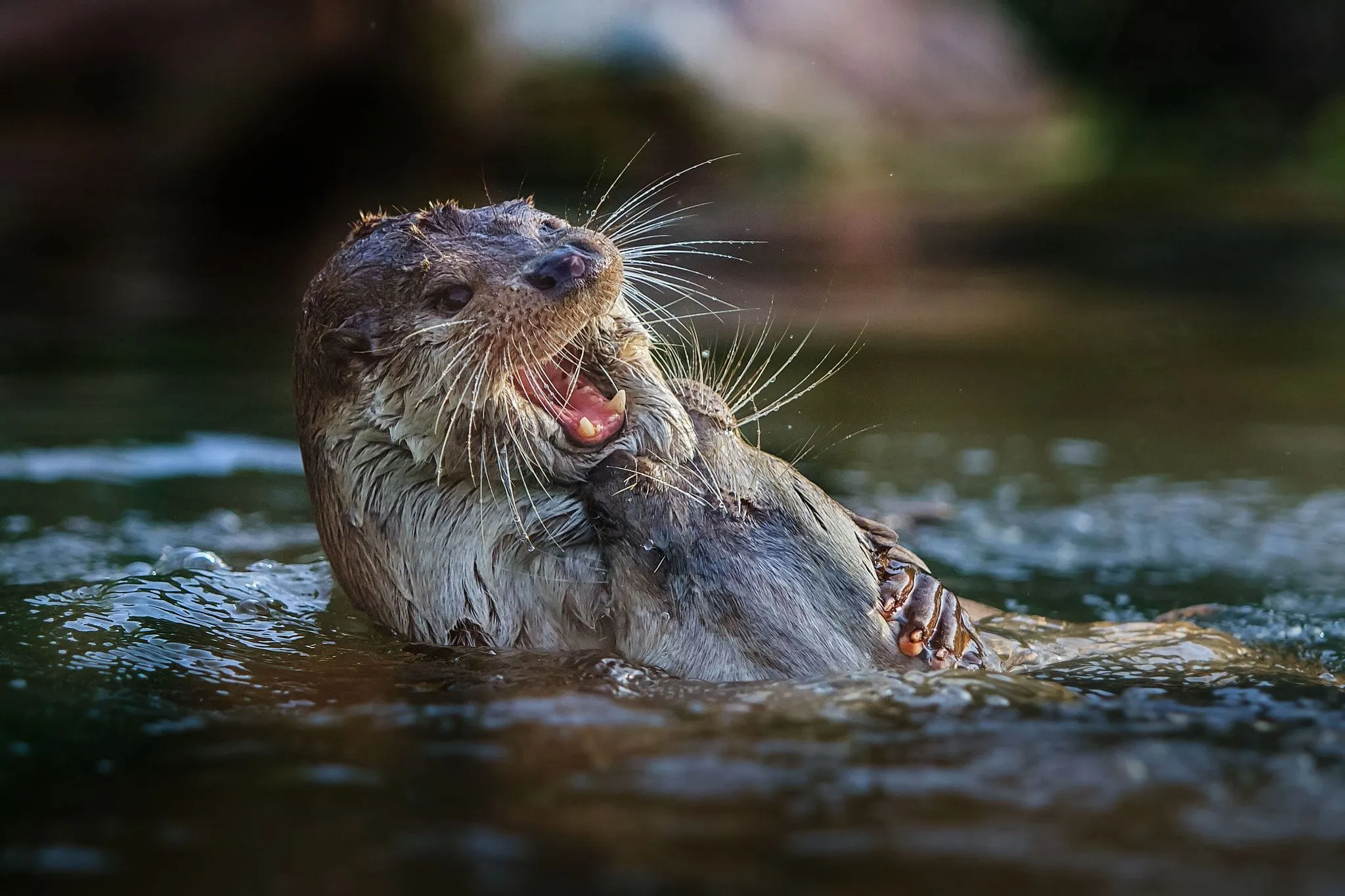 Otter HD Wallpaperwallpaper.net