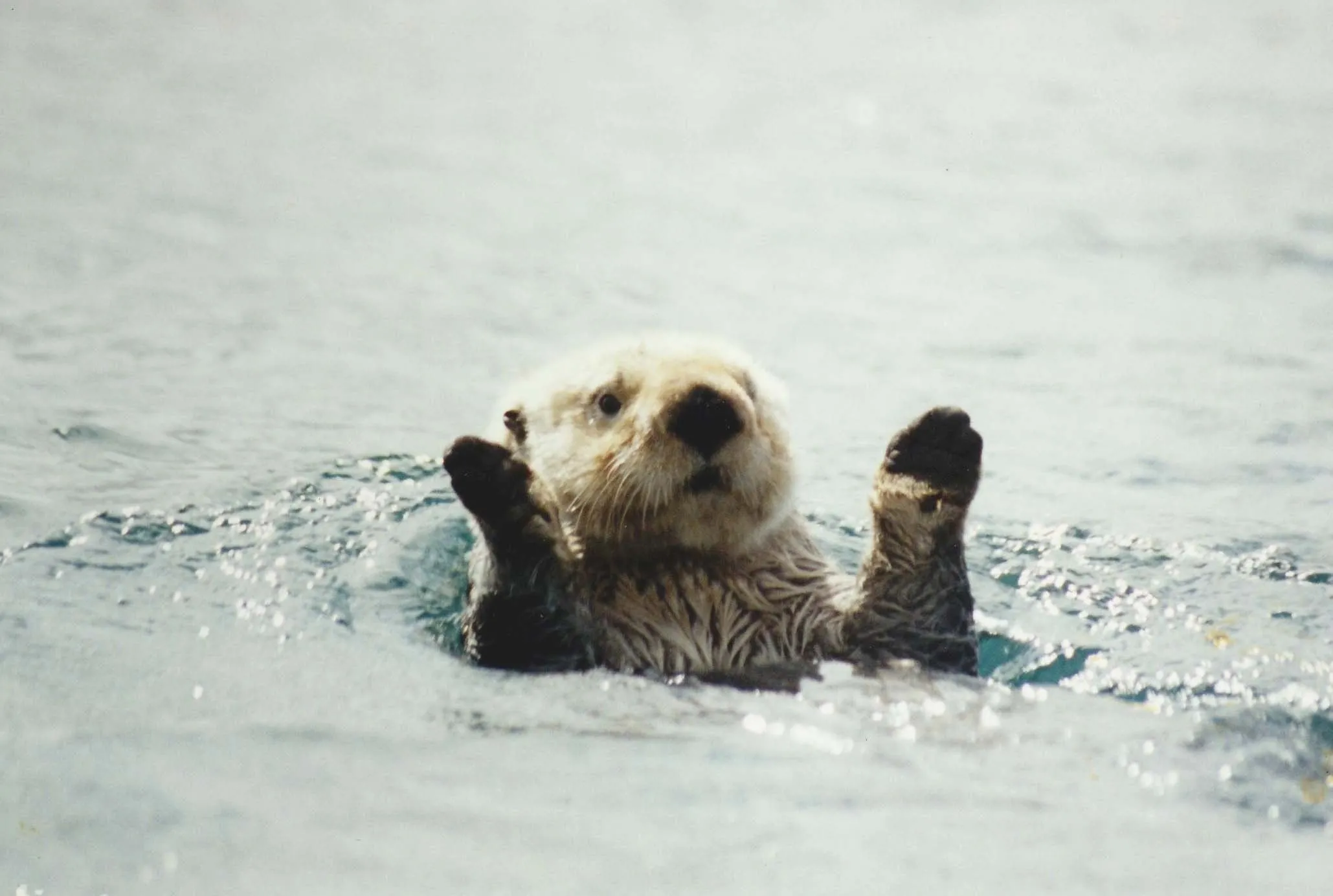 Sea Otter Wallpaper