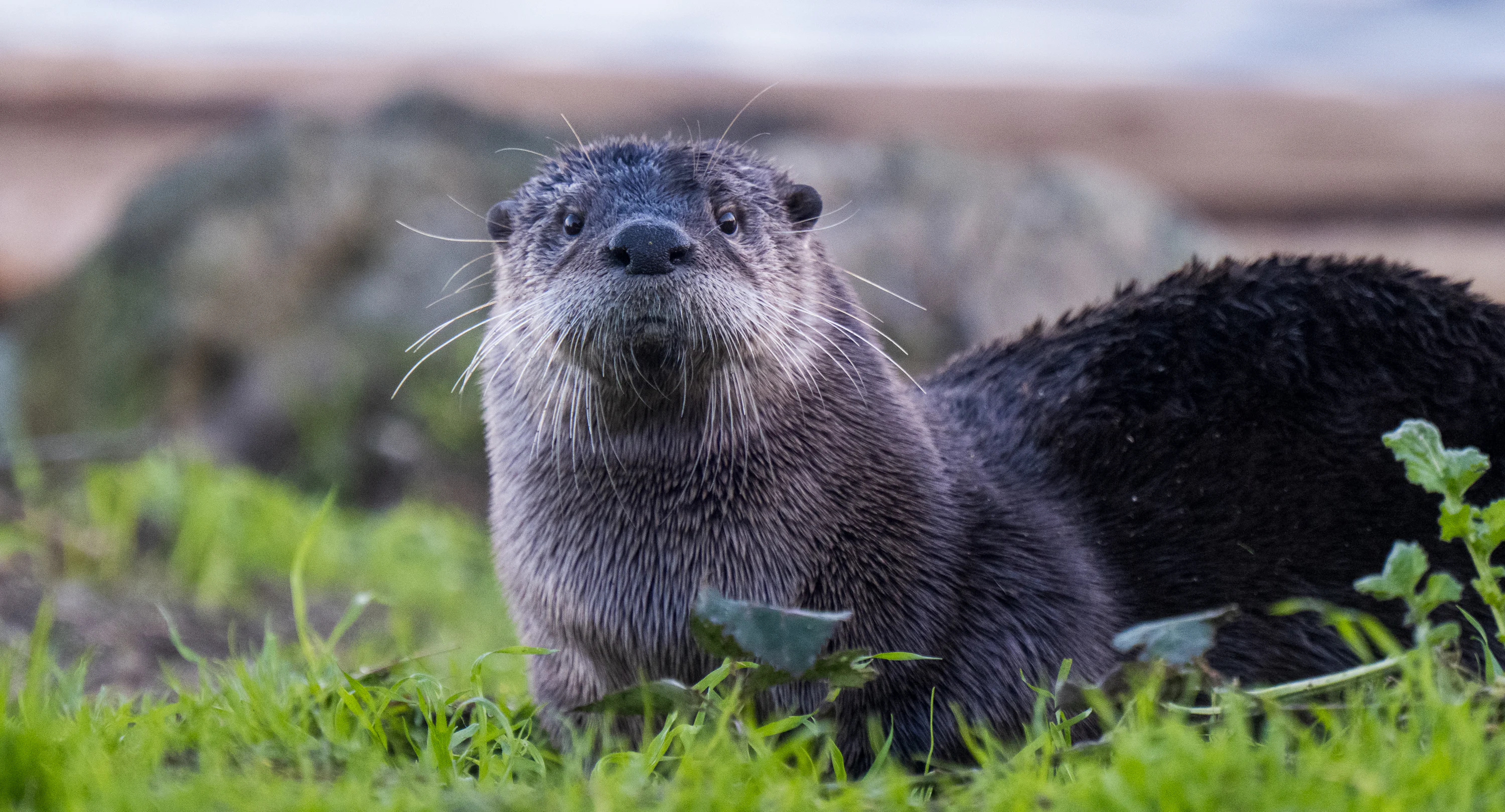 An otter sitting in the grass looking up photo