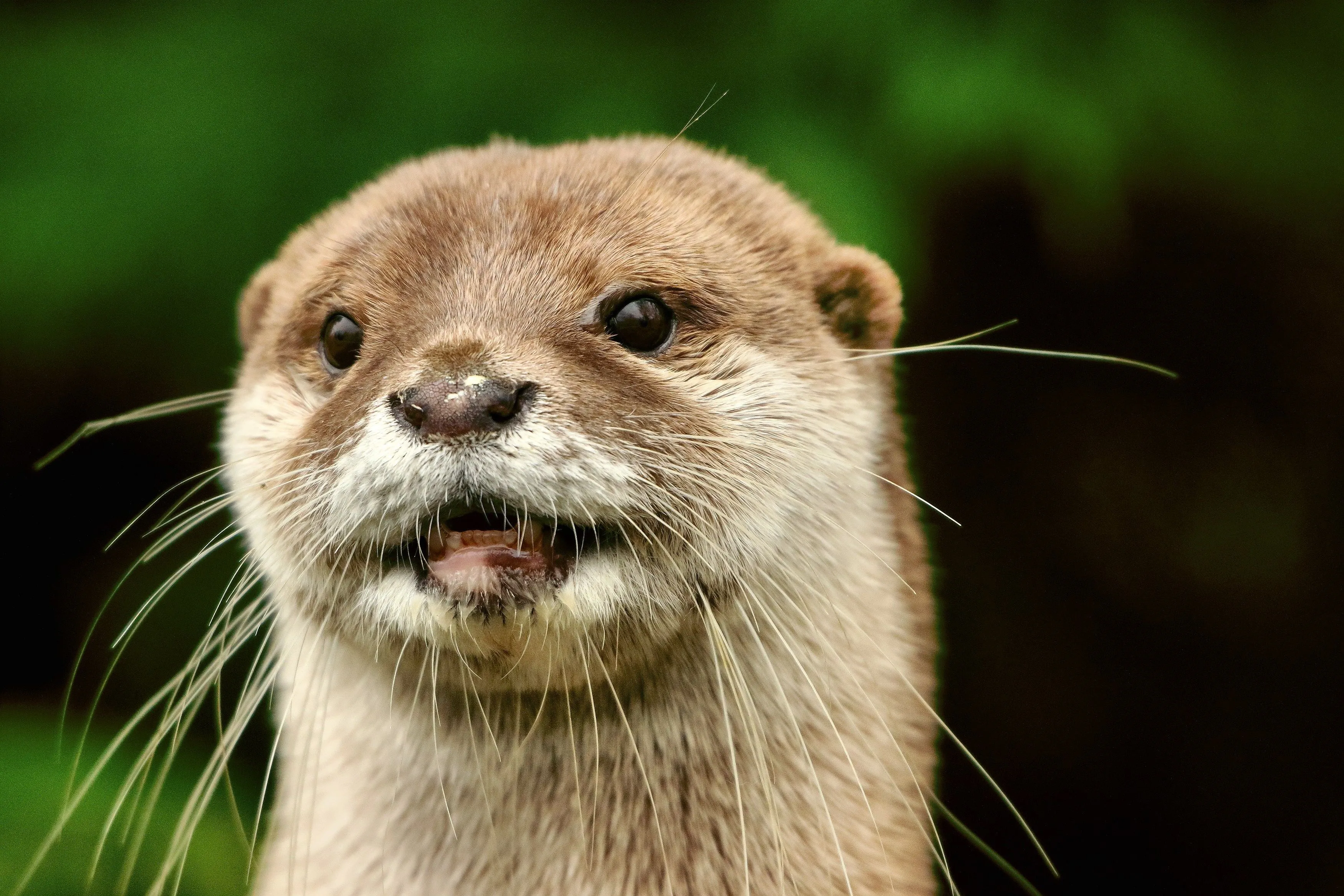 animals, wildlife, whiskers, mammals, otters, otter, fauna, mammal, vertebrate, snout, mustelidae, mink, polecat, HD Wallpaper
