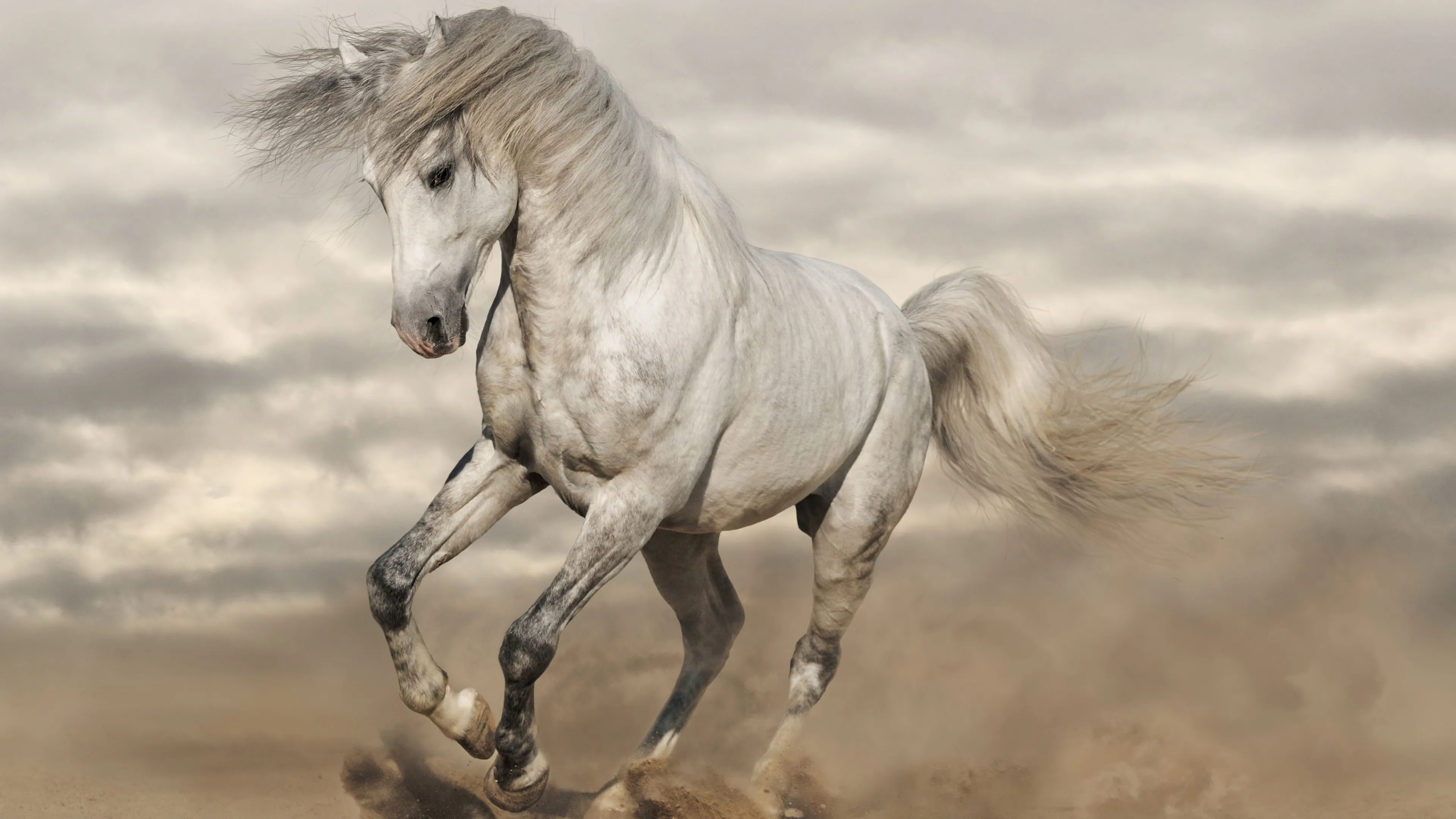 White Horse 4K Wallpaper HD