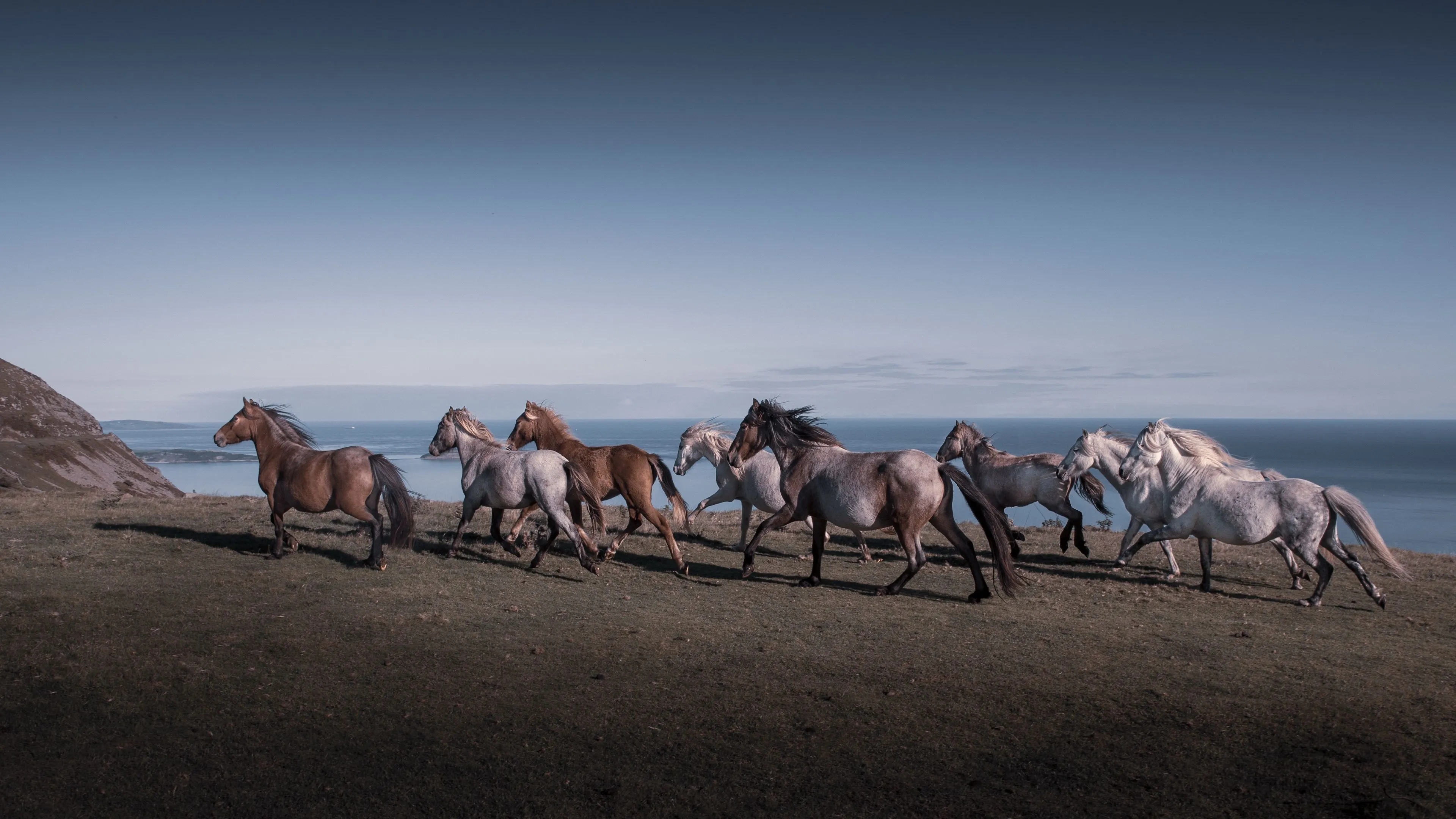 Desktop wallpaper: Animal, Horse, Herd 4K free download for PC. 993858