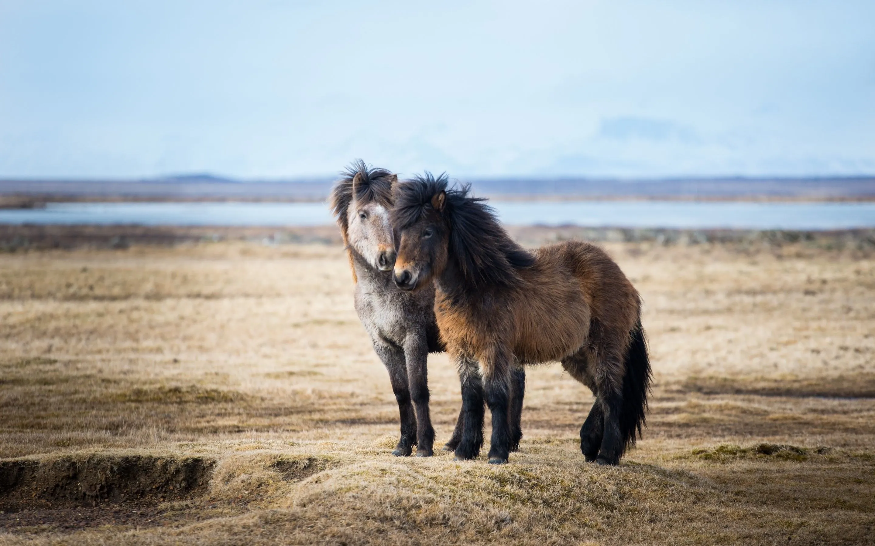 Desktop Wallpaper Horses