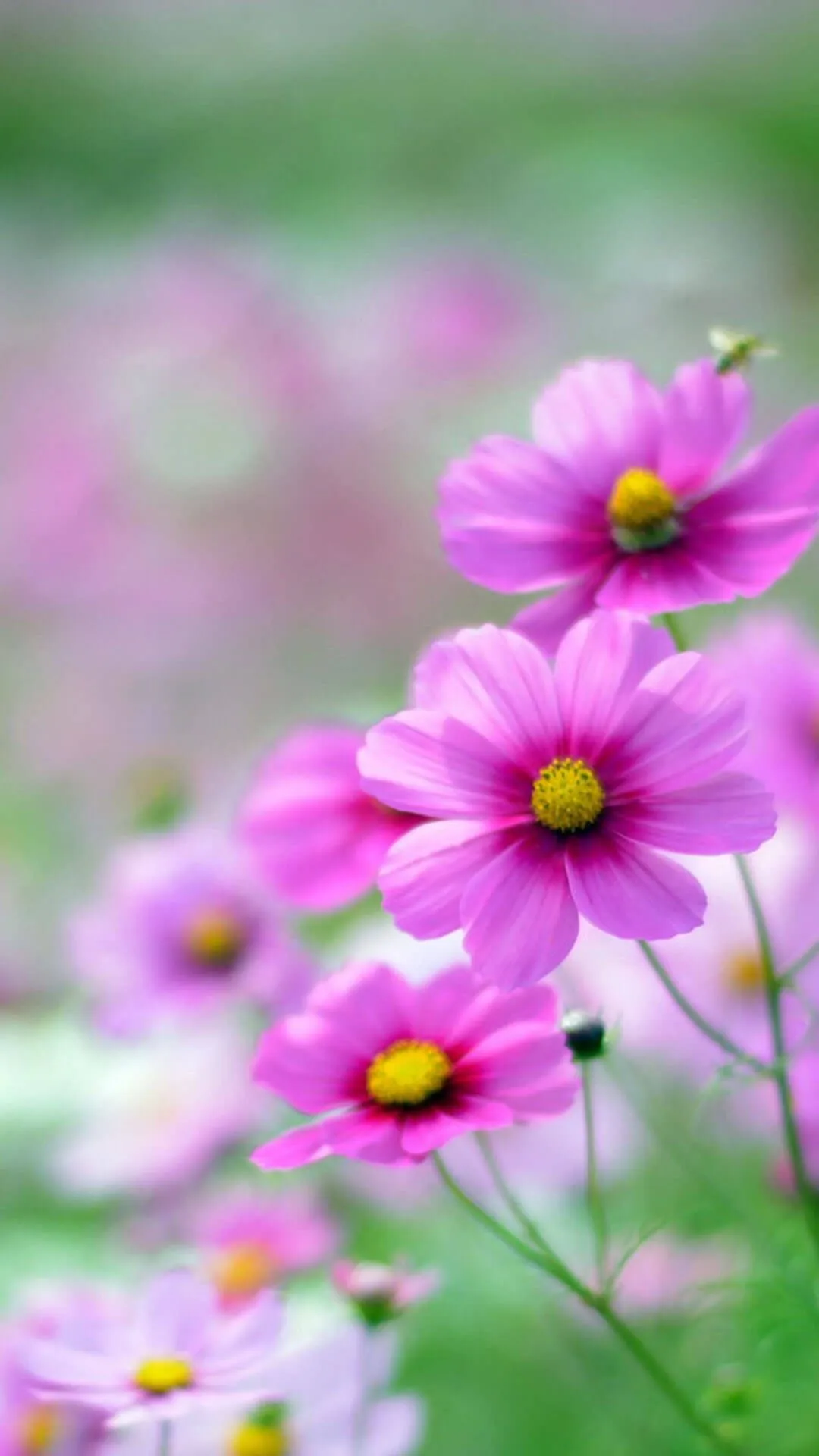Android Wallpaper Pink Flower Phone