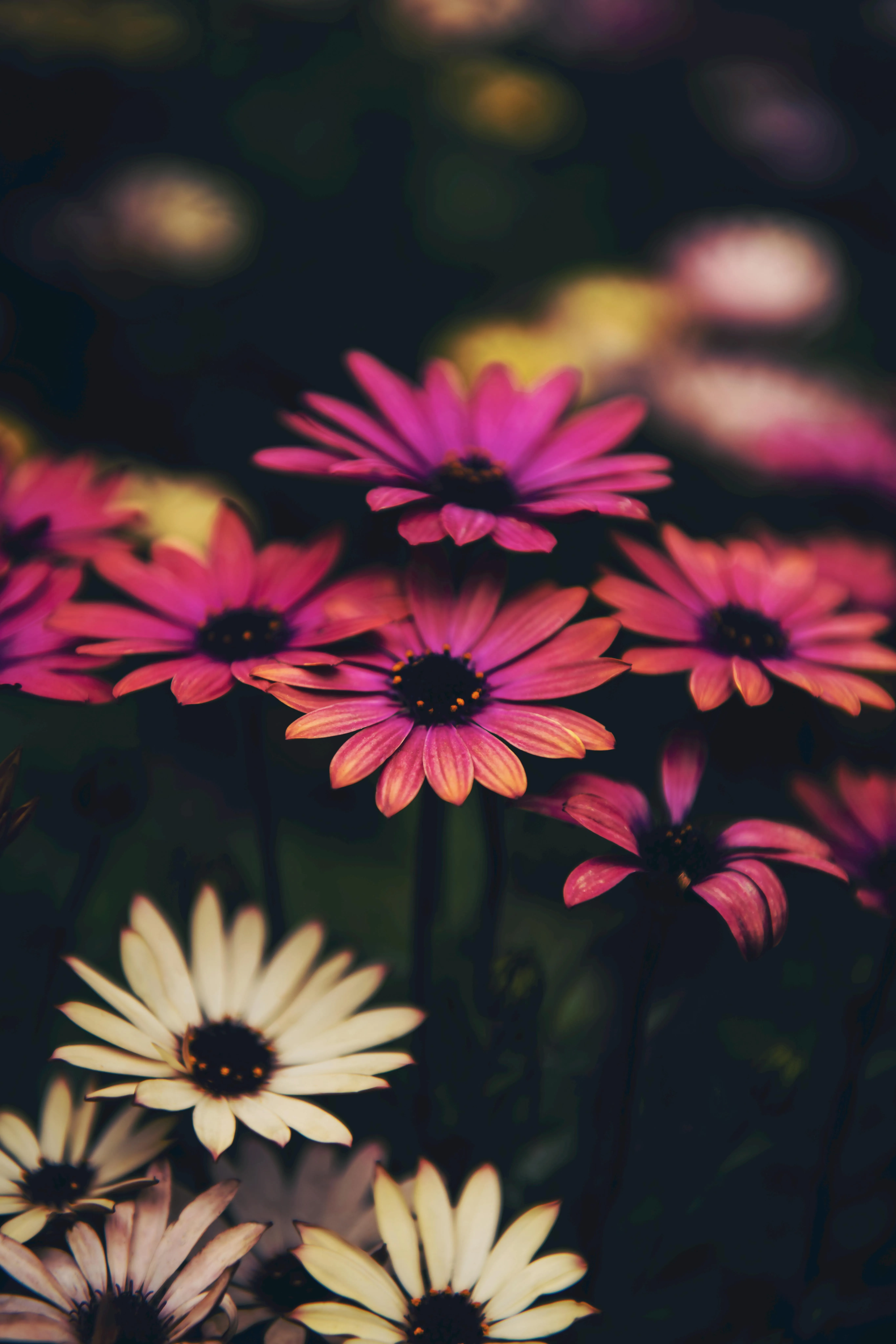 300,Best Flower Wallpaper Photo · 100% Free Downloads